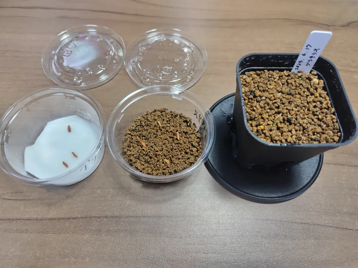 [無料種子] 発芽難 パキポディウム グラキリス　 Pachypodium rosulatum var. gracilius