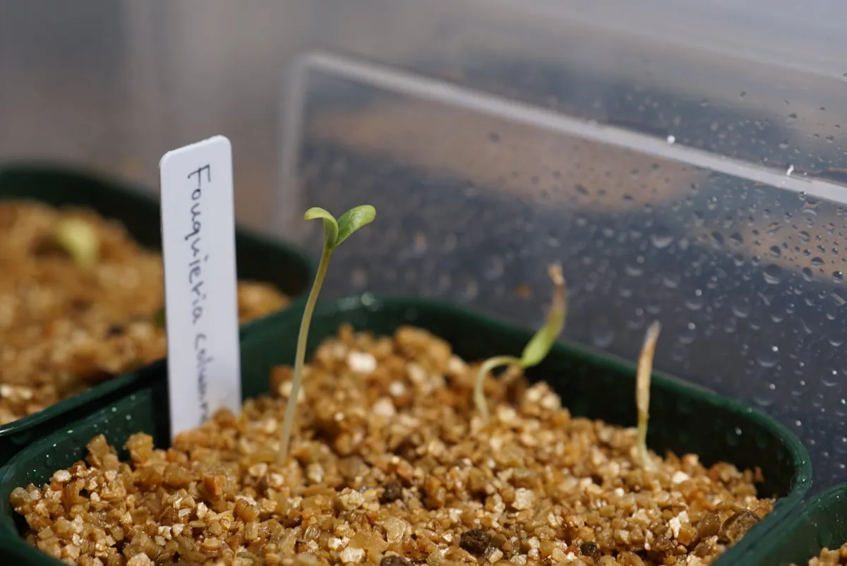 Fouquieria columnaris (フォークイエリア コルムナリス 観峰玉)