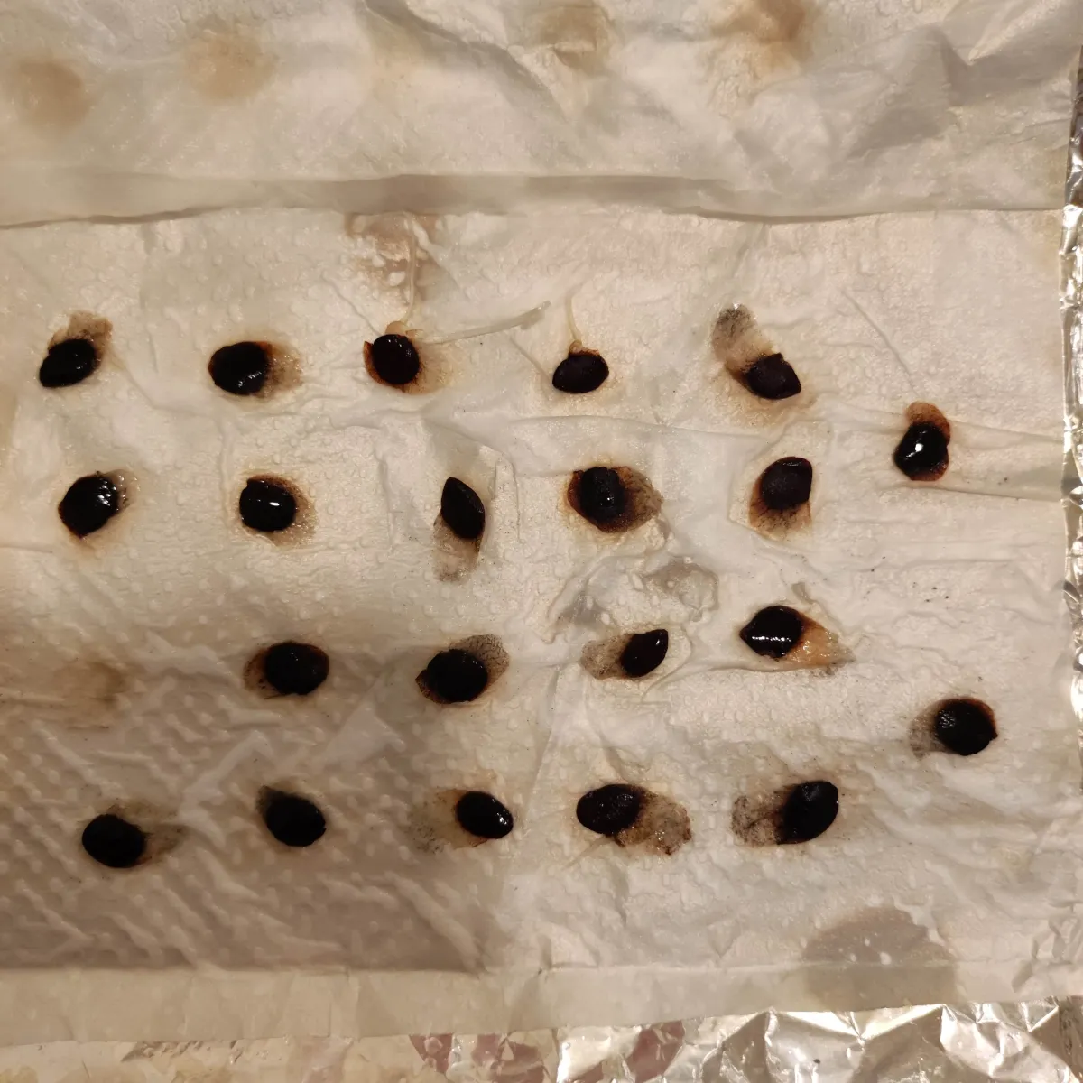 [チャレンジ種子] 亀甲竜 Dioscorea elephantipes ディオスコレア エレファンティペス 未発芽ロット