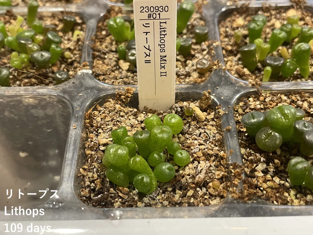 Lithops Mix (リトープス ミックス)