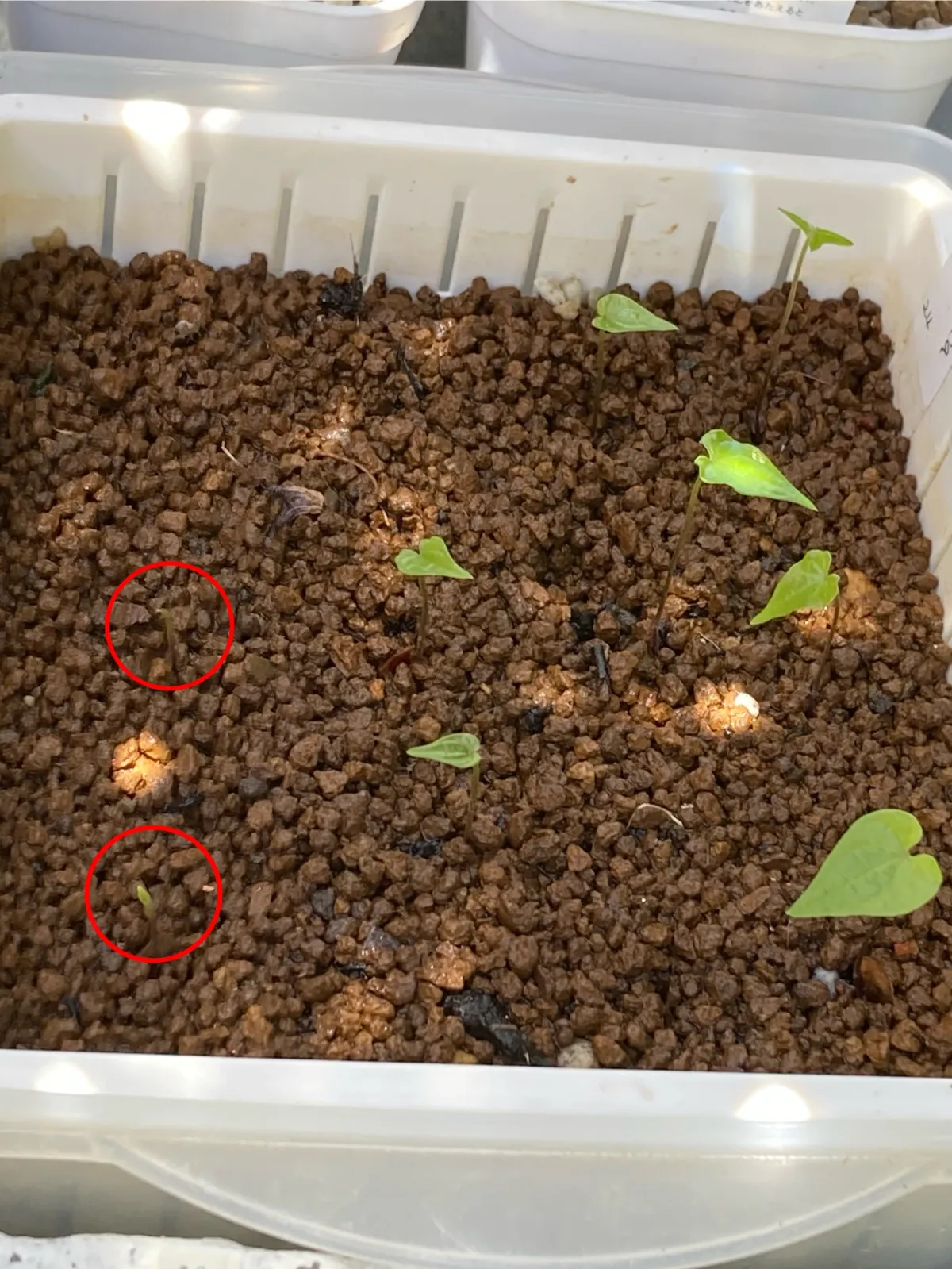 Dioscorea sylvatica (ディオスコレア シルバティカ)