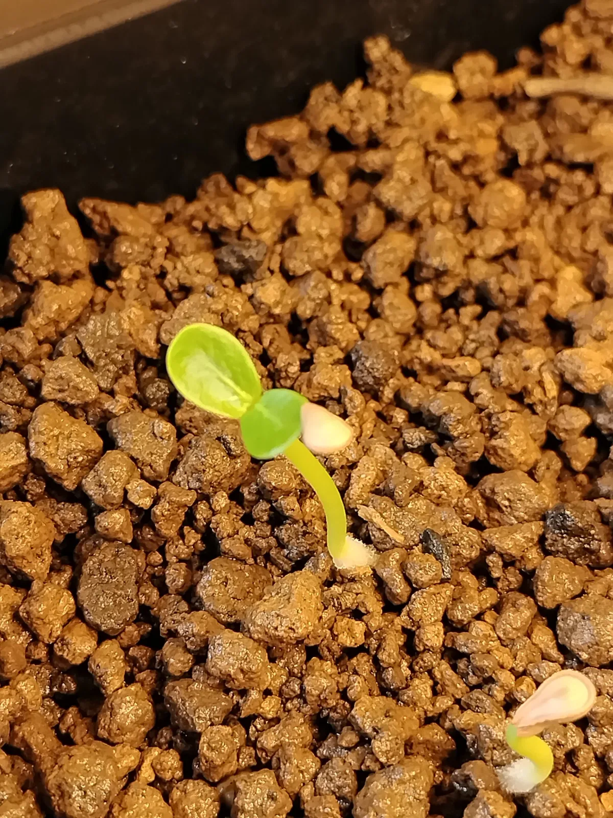 Pachypodium baronii (パキポディウム バロニー)