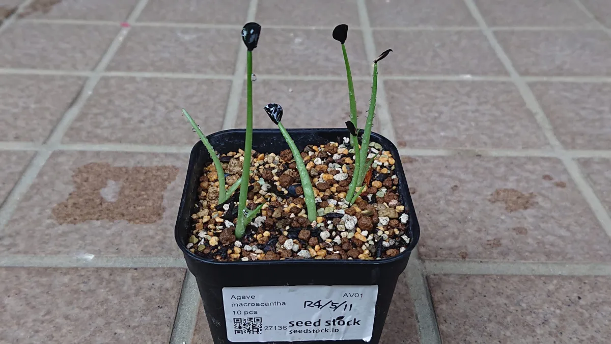 Agave macroacantha (アガベ マクロアカンサ 八荒殿)