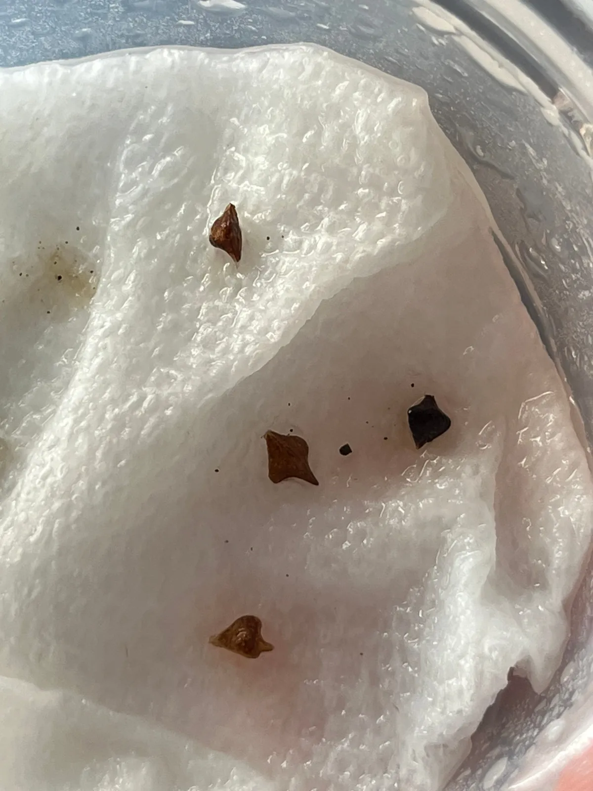 Boswellia sacra (ボスウェリア サクラ)