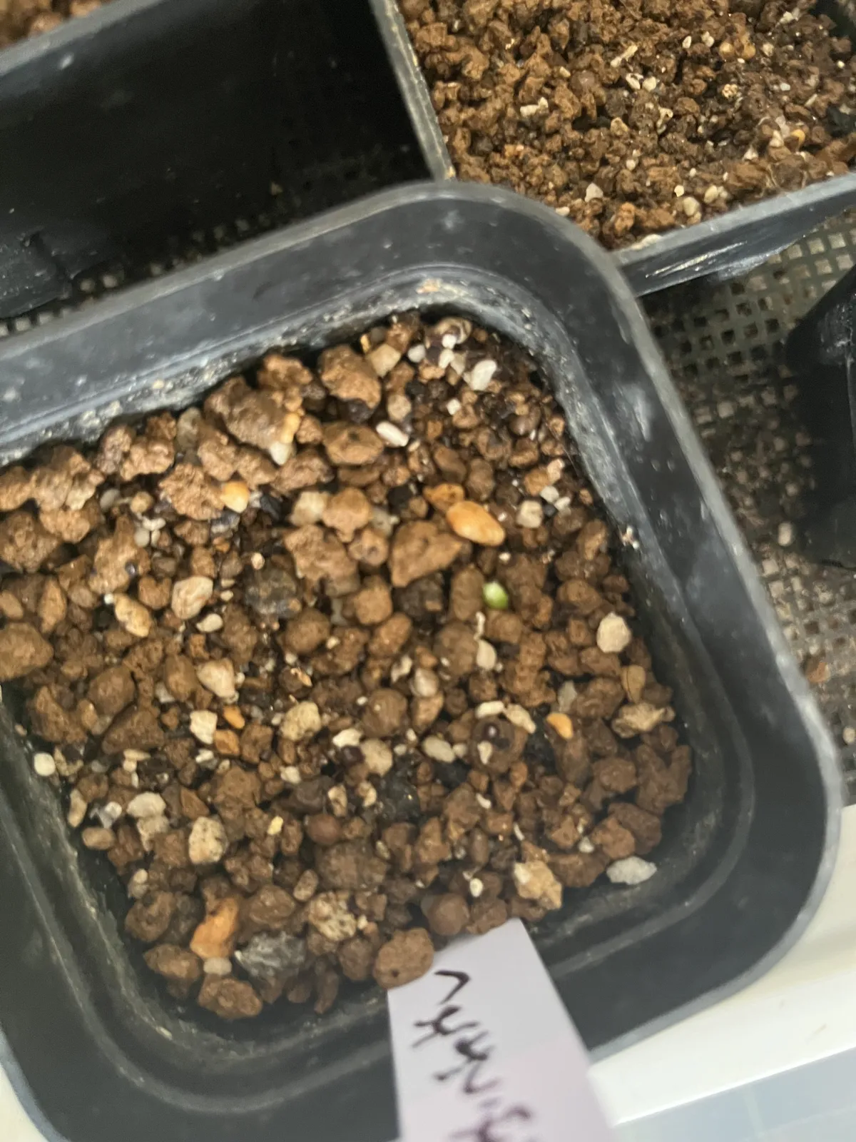 Astrophytum myriostigma 'Shikaku-Ranpo-Gyoku' (アストロフィツム 四角鸞鳳玉)