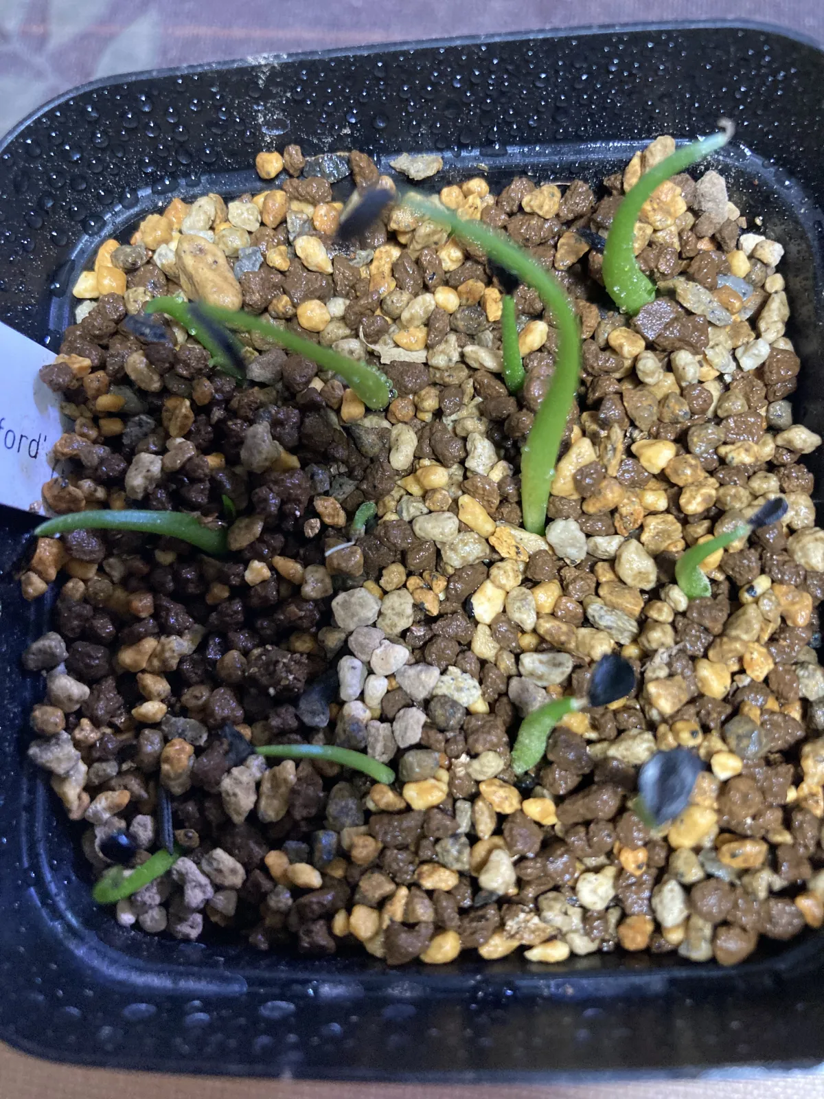 Agave utahensis var. eborispina 'Hayford' (アガベ エボリスピナ ヘイフォード)