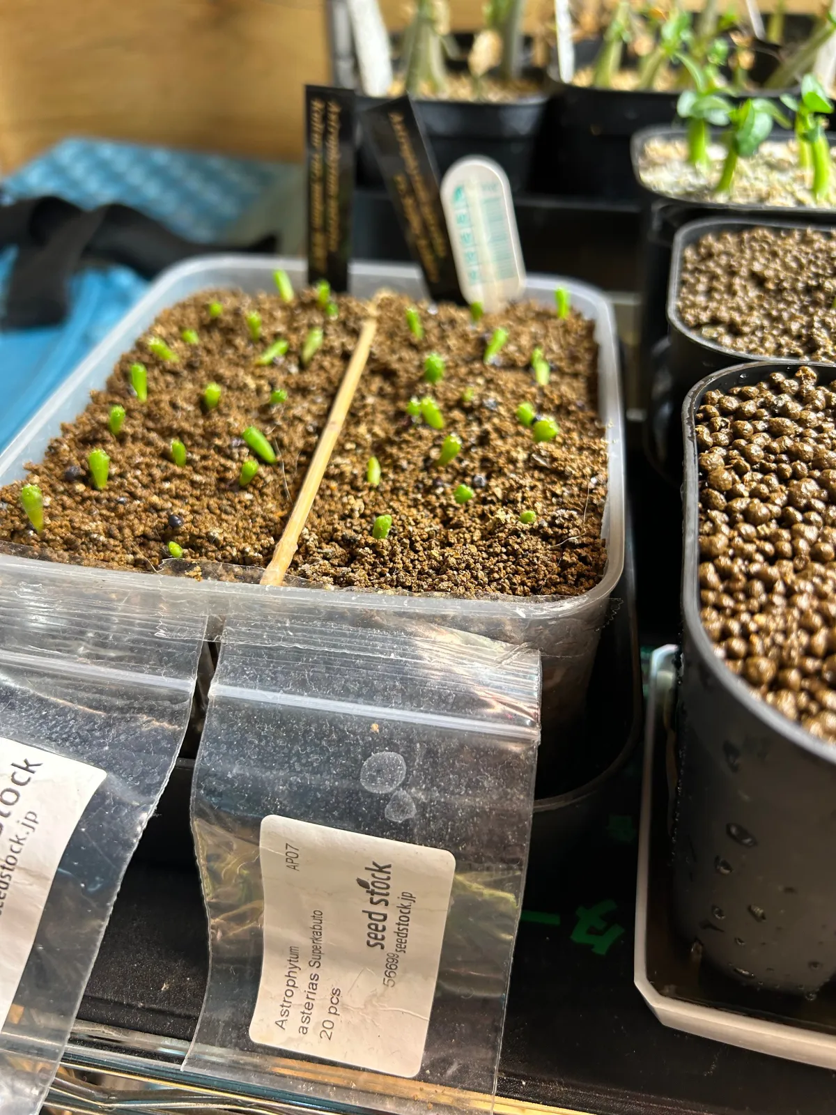 Astrophytum asterias cv. Super kabuto Super Kabuto (アストロフィツム スーパーカブト)