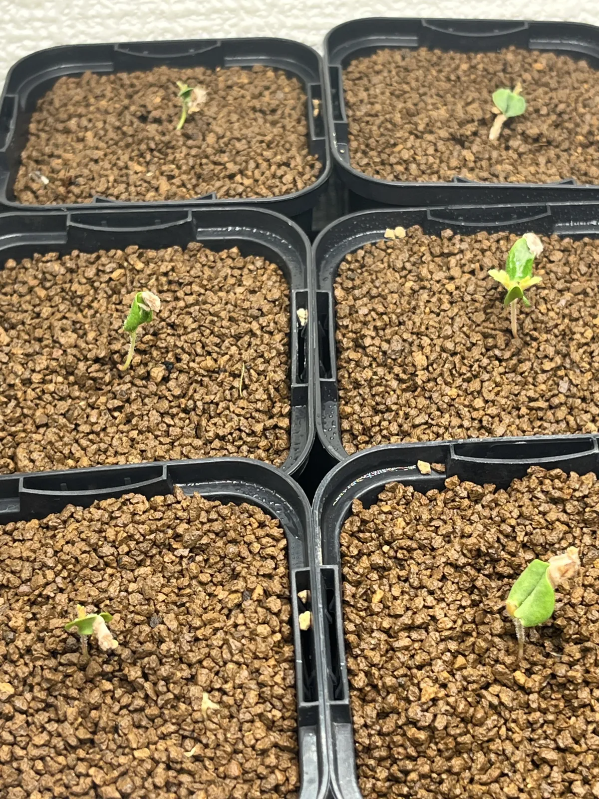 Pachycormus discolor var. veatchianus (パキコルムス ディスカラー ビーチアナス)