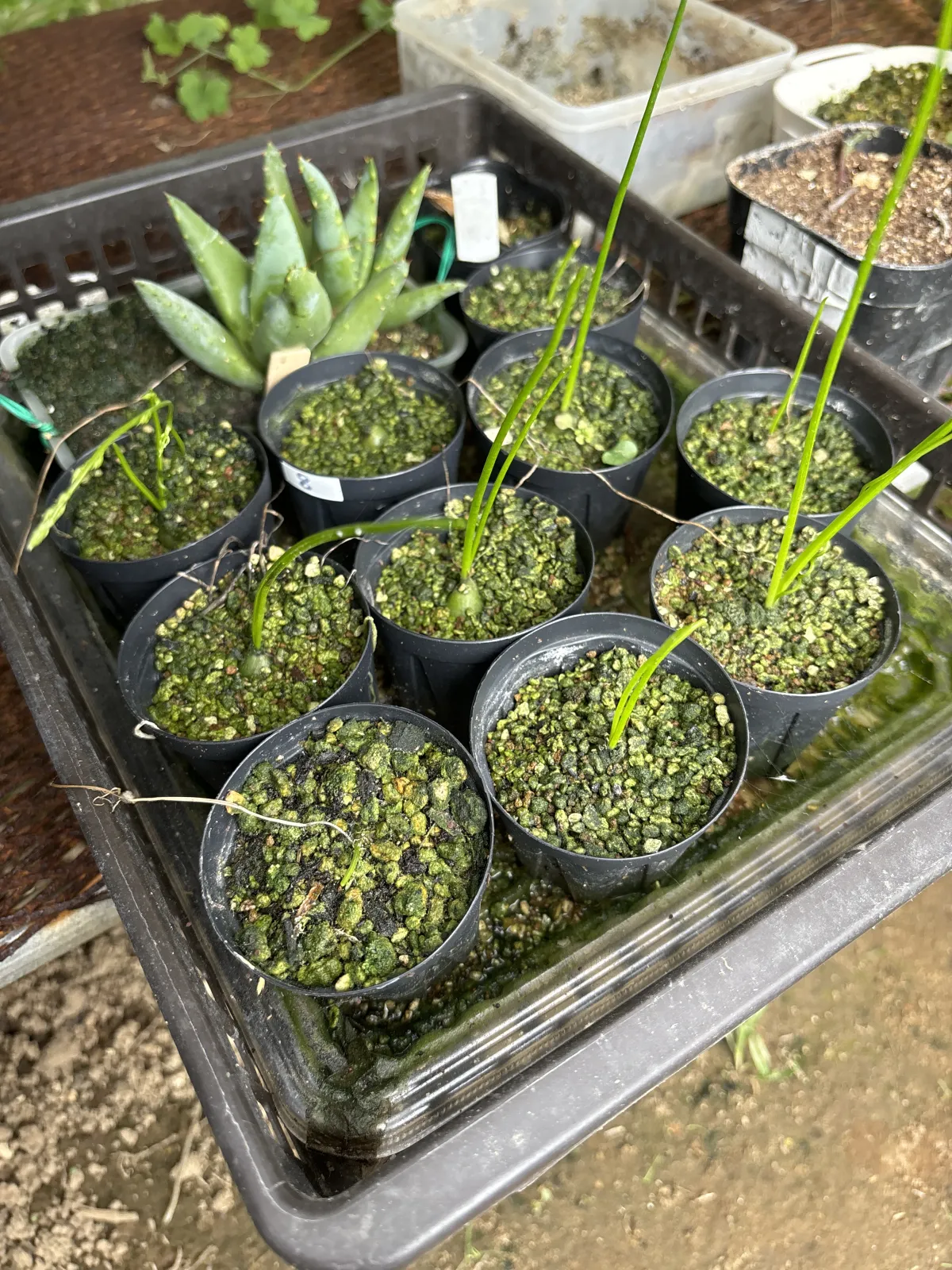 Bowiea volubilis (ボウィエア ボルビリス 蒼角殿)