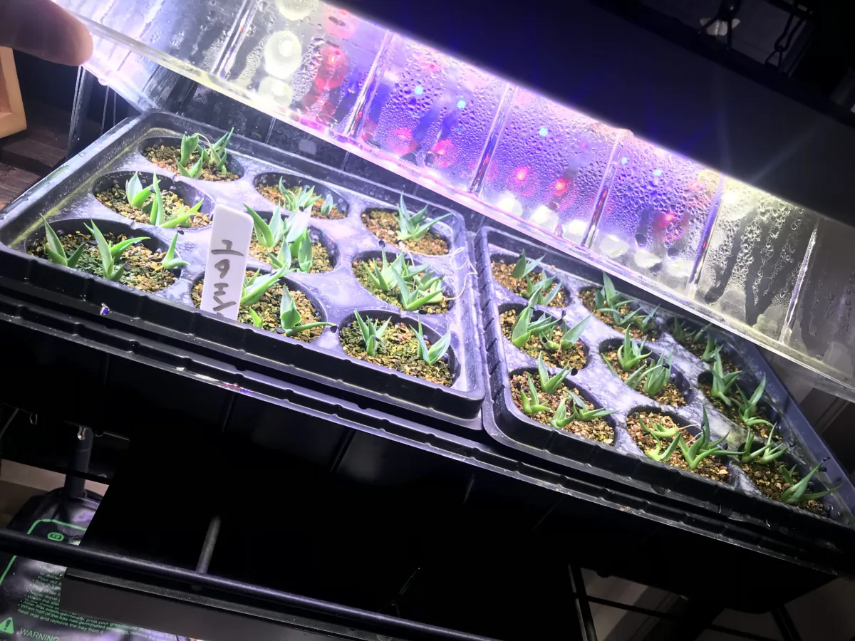 Agave utahensis ssp. utahensis (アガベ ユタエンシス)