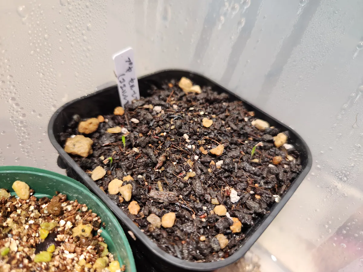 Puya coerulea var. coerulea Silver Puya, Pink Torch Puya (プヤ セルーレア)