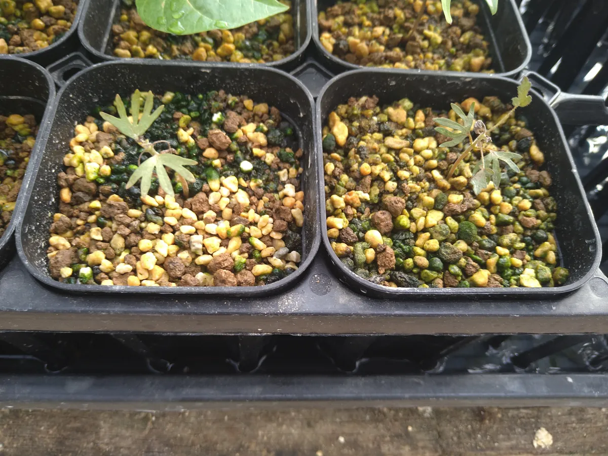 Boswellia sacra (ボスウェリア サクラ)