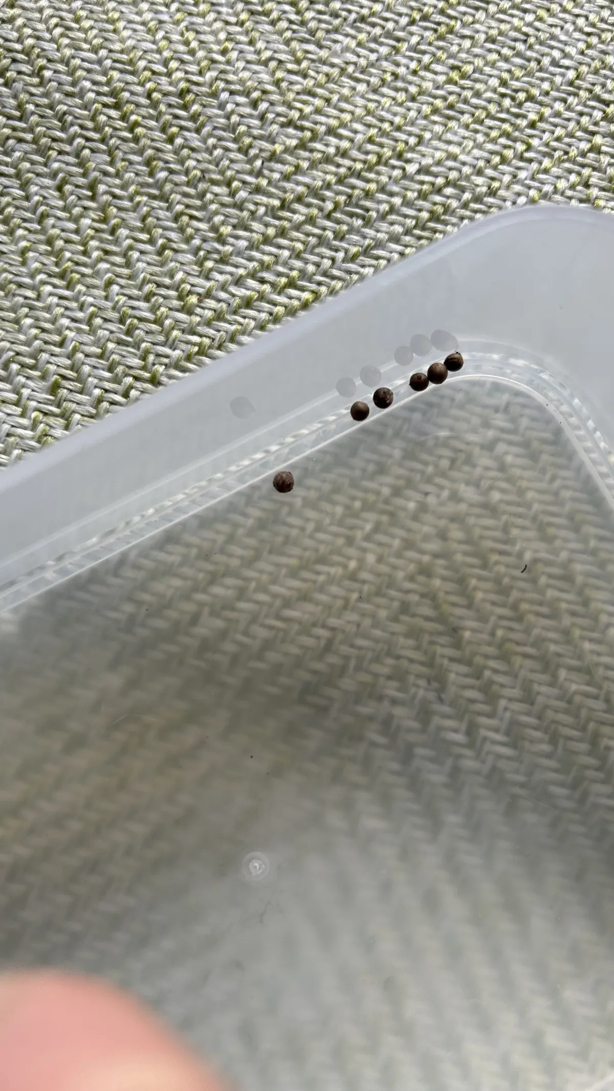 Euphorbia breviarticulata False Cow Horn (ユーフォルビア ブレビアーティクラータ)