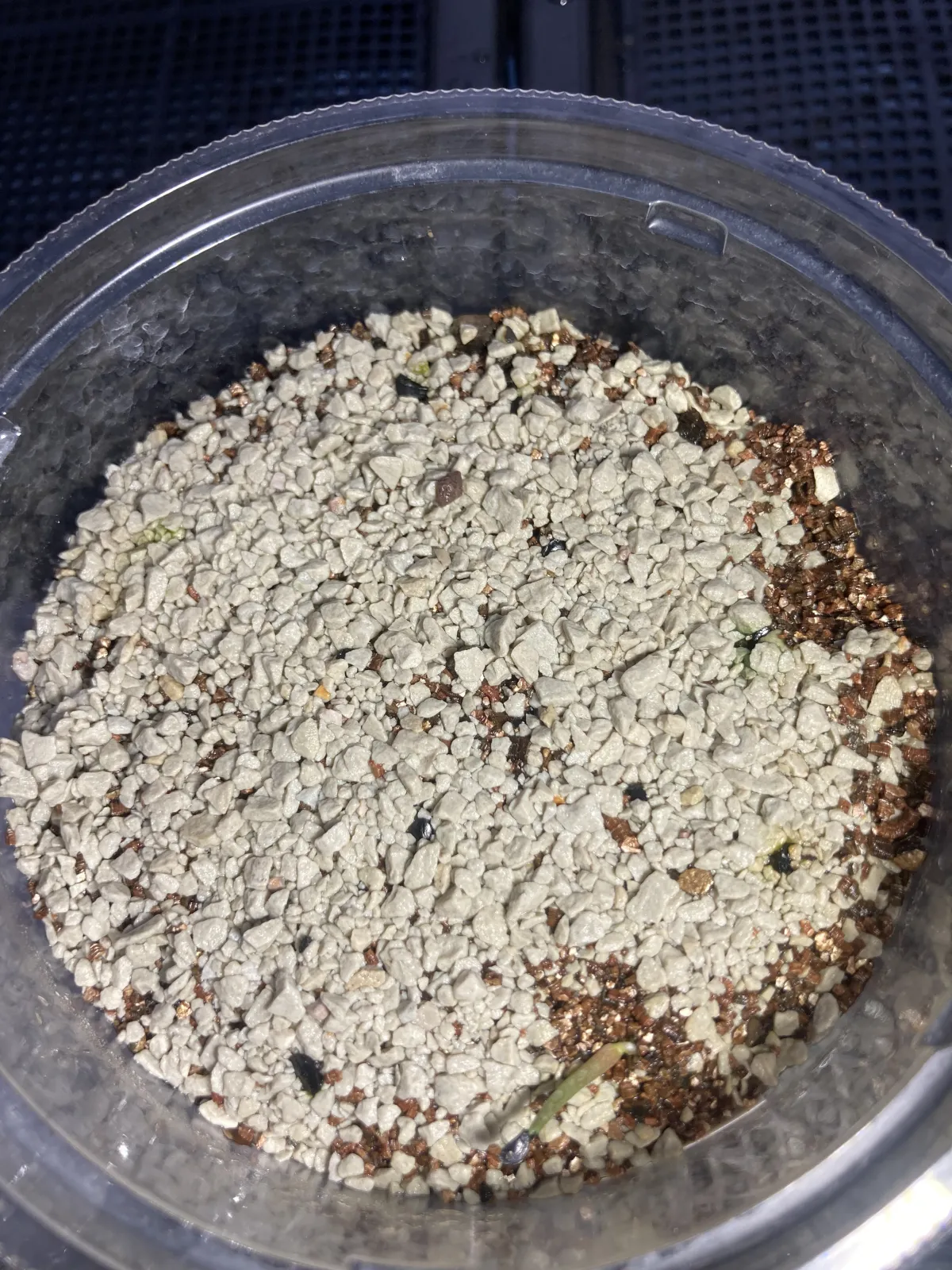 Agave ghiesbreghtii (アガベ ジェスブレイティ)