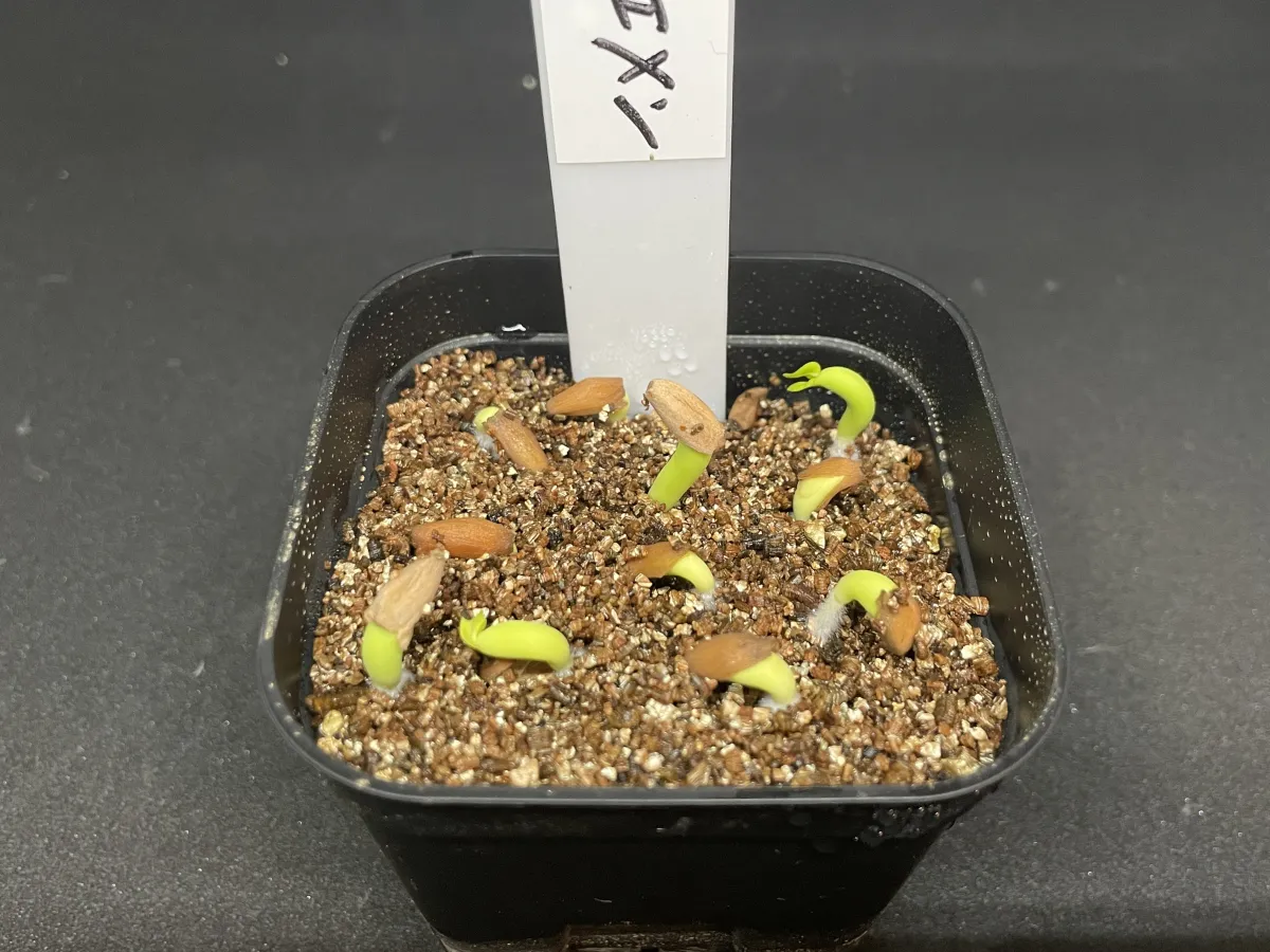 Adenium arabicum (アデニウム アラビカム イエメン)