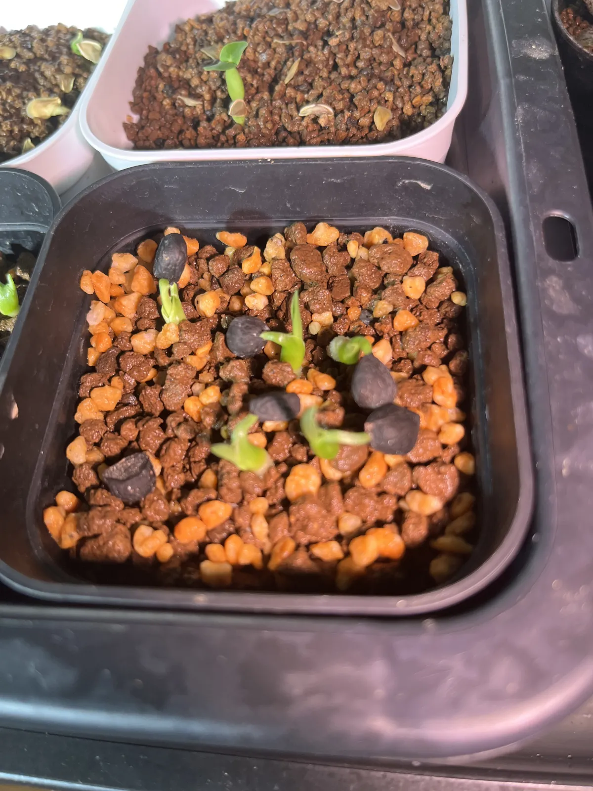 Yucca carnerosana (ユッカ カルネロサーナ)