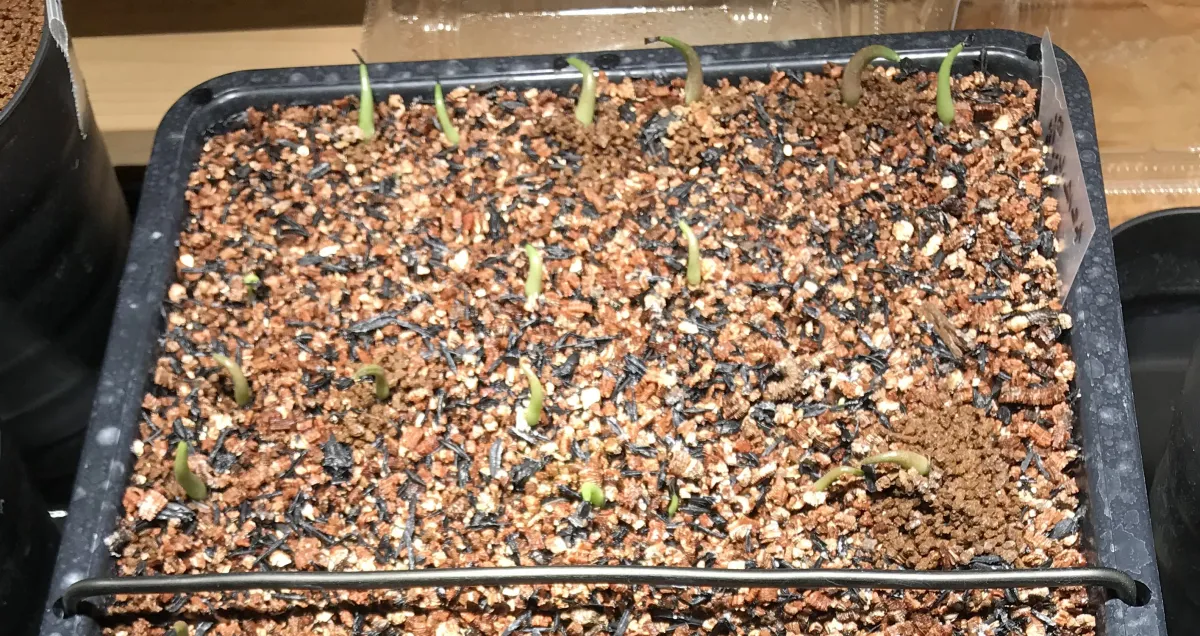 [無料種子] [ジェルシード] アガベ チタノタブルー Agave titanota 'Blue' (CLEARANCE)