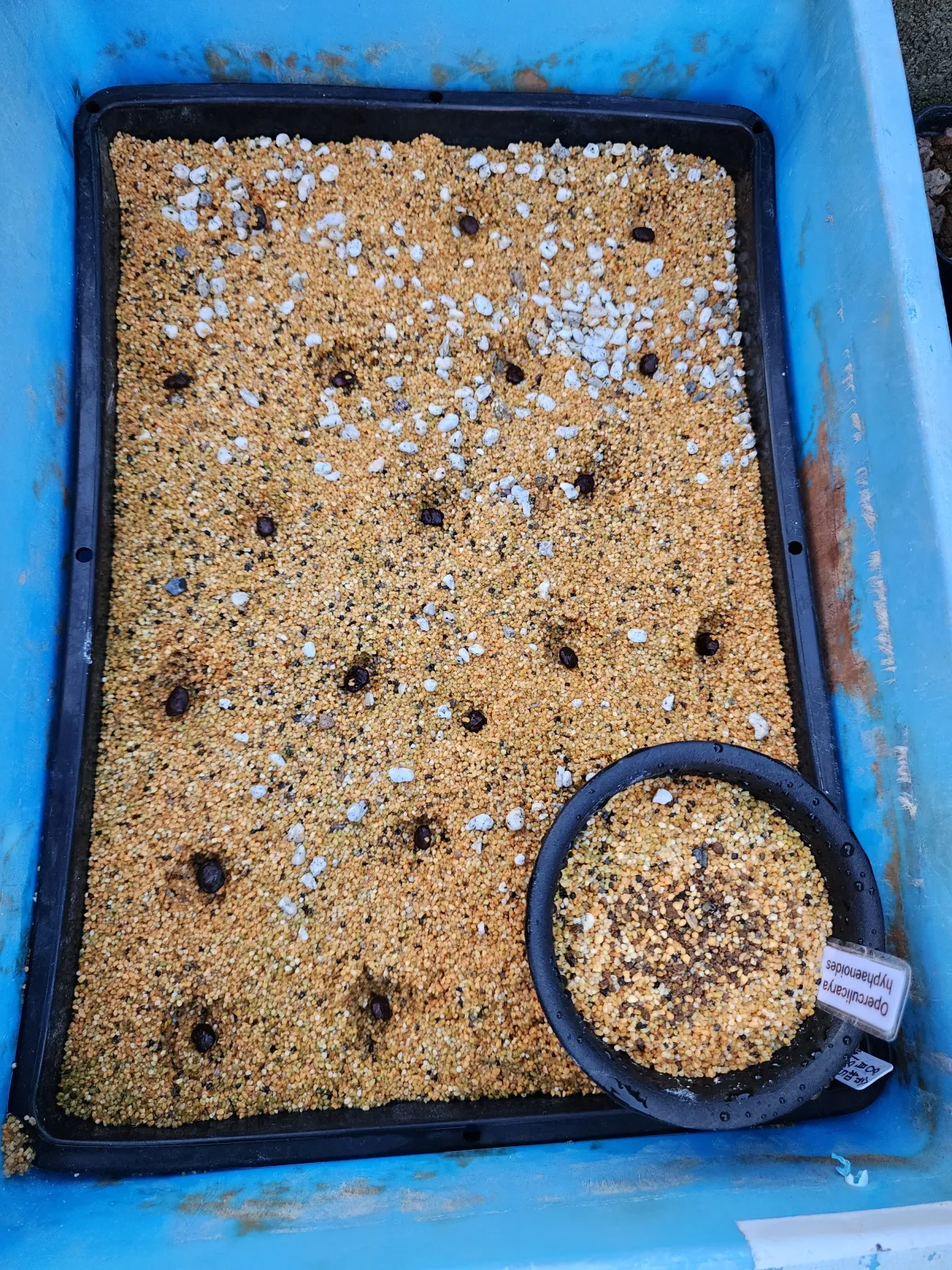 Operculicarya hyphaenoides (オペルクリカリア ヒファエノイデス)