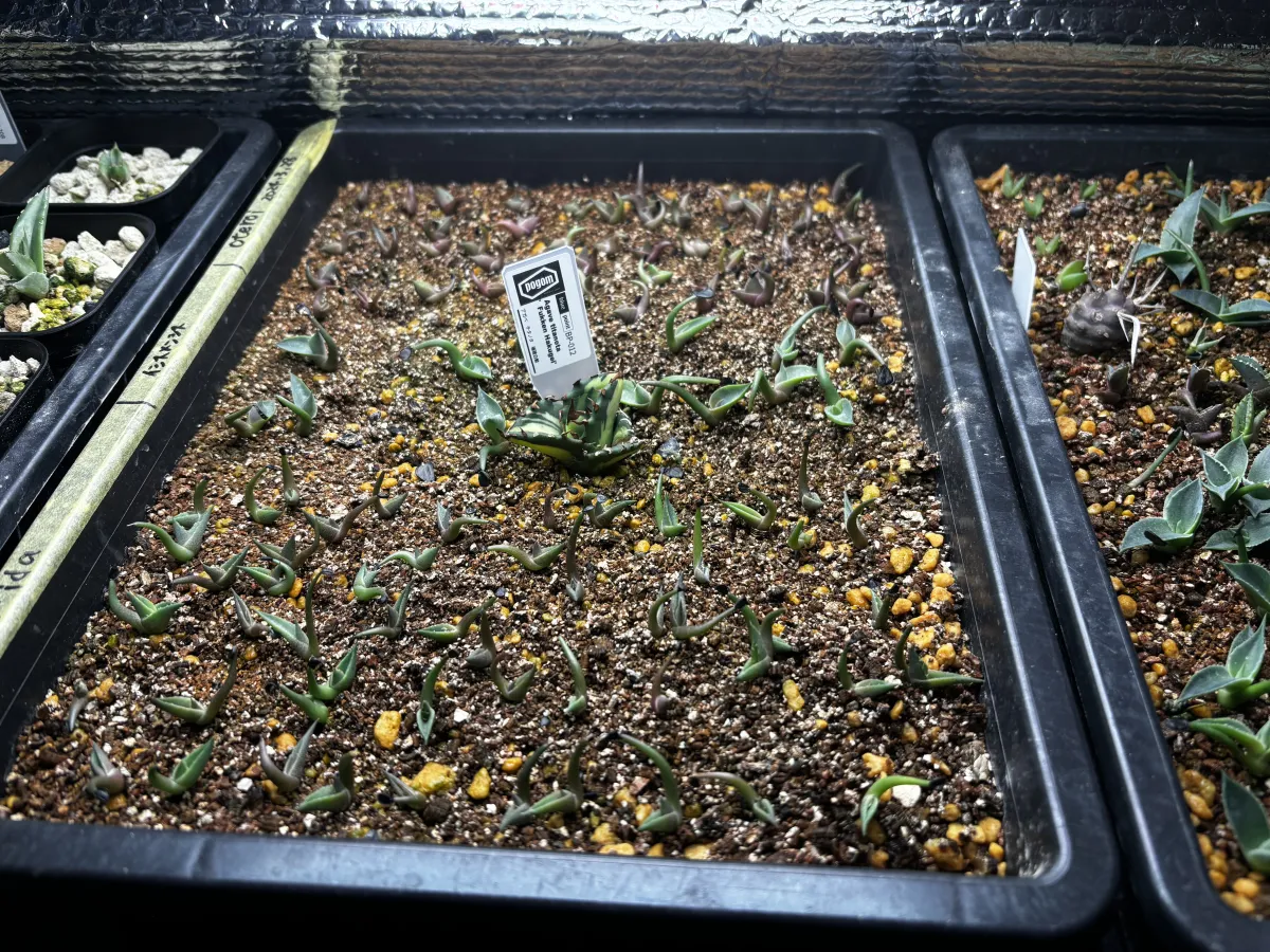 Agave oteroi (アガベ オテロイ)