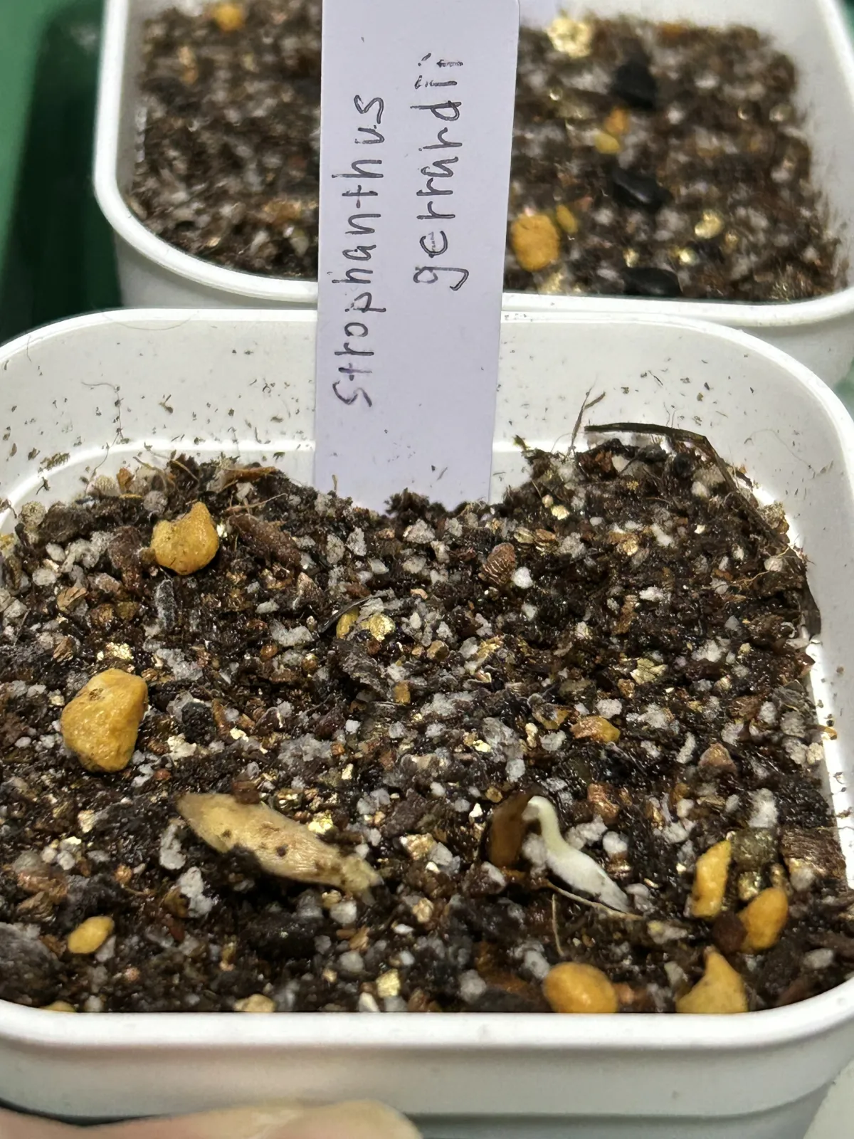 Strophanthus gerrardii (ストロファンサス ジェラルディ)