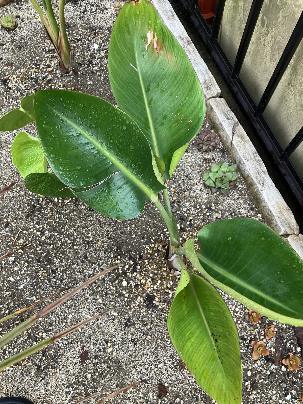 Strelitzia nicolai (ストレリチア ニコライ)