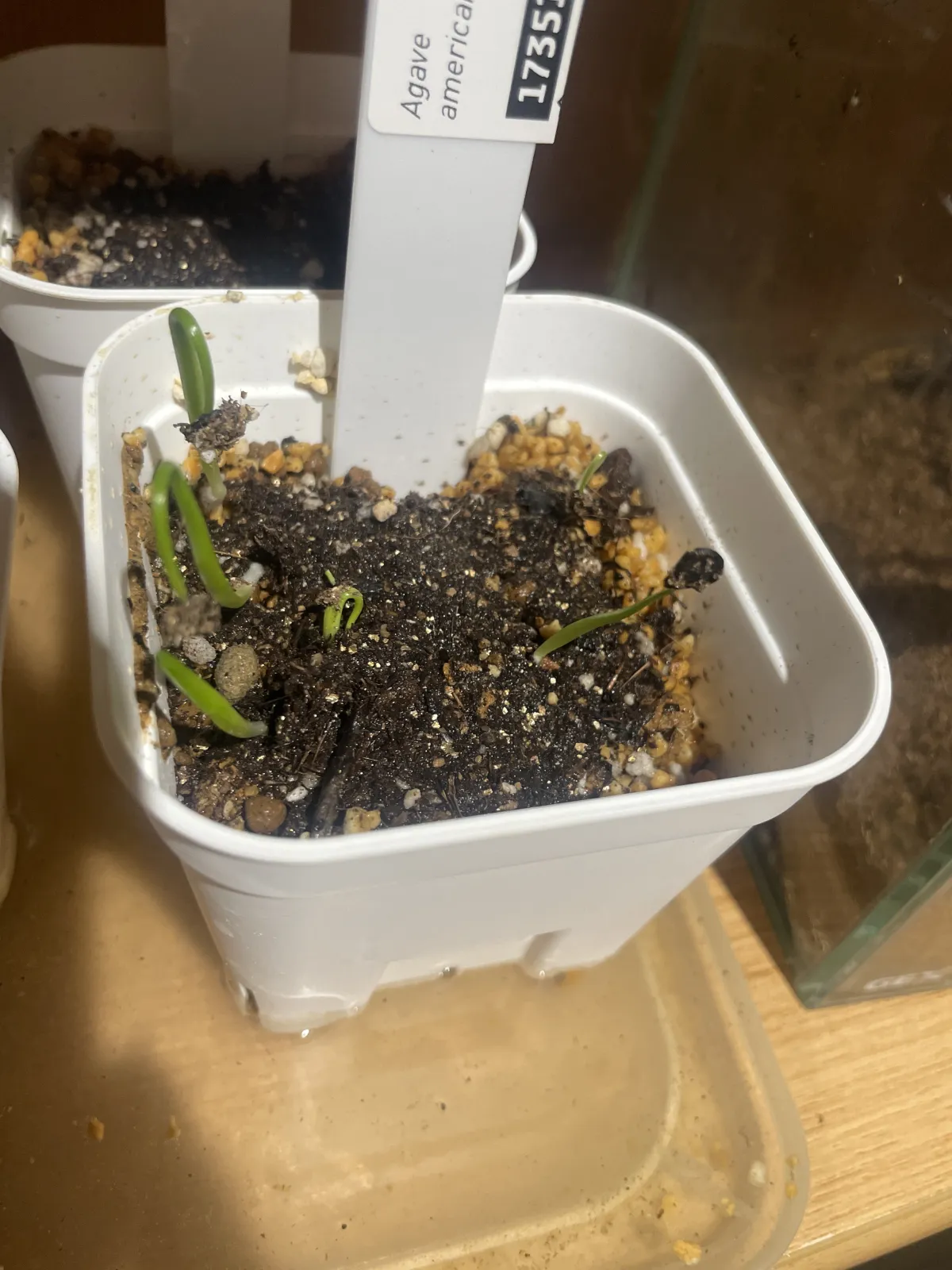 Agave americana var. franzosinii (アガベ フランゾシニー)