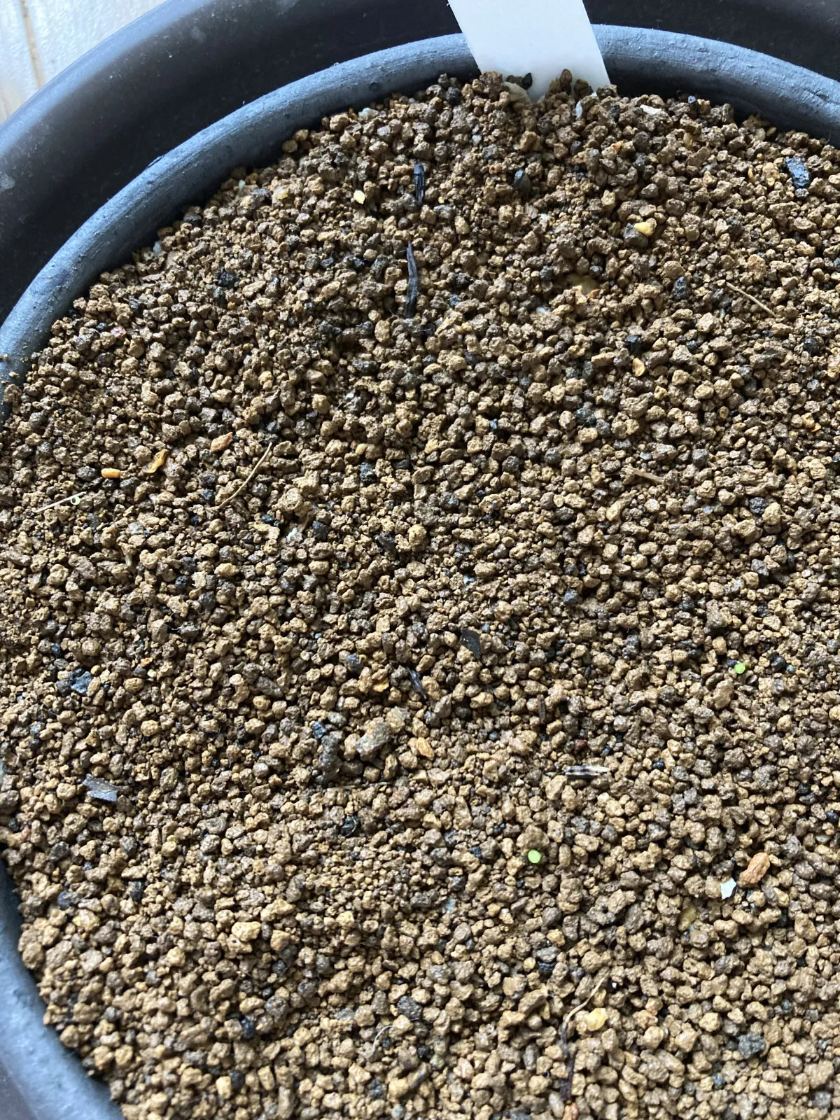 Aztekium ritteri (アズテキウム 花籠)