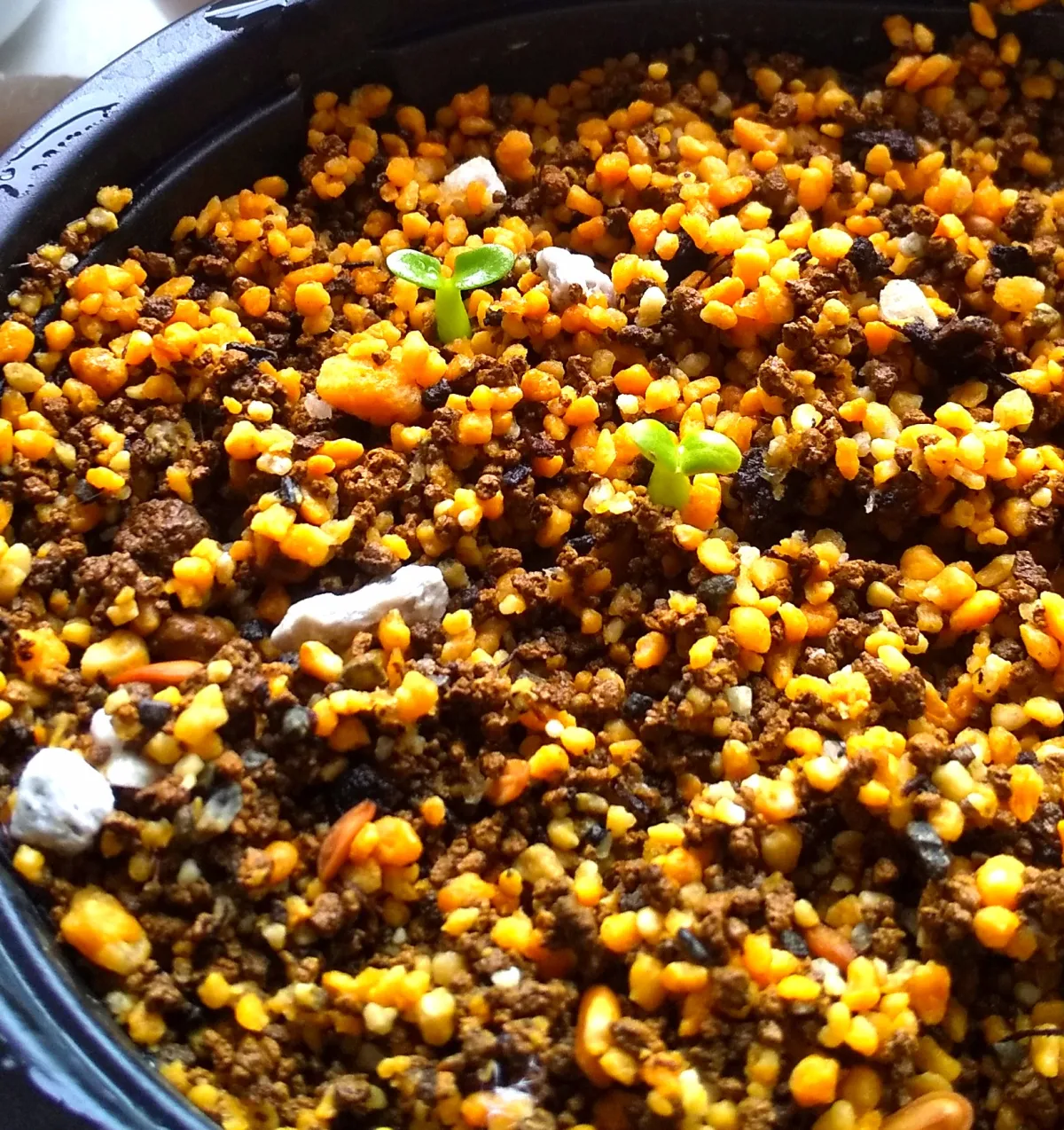 Pachypodium brevicaule subsp. leucoxanthum (パキポディウム レウコキサンツム)