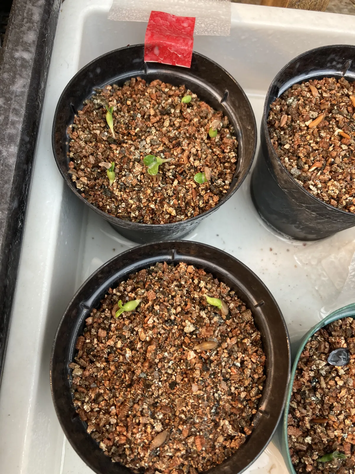 Pachypodium succulentum (パキポディウム サキュレンタム 天馬空)