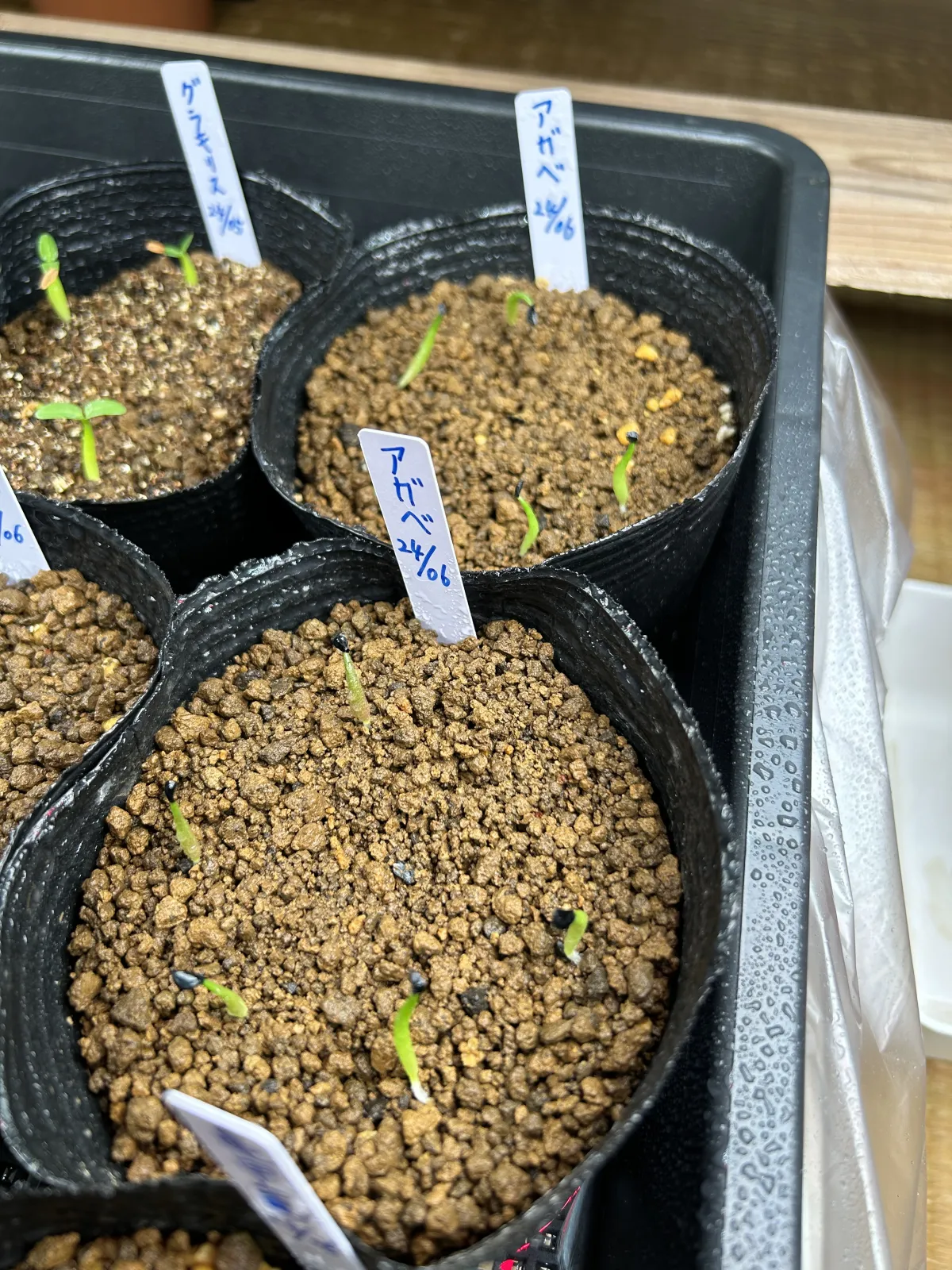 Agave titanota 'Blue' (アガベ チタノタブルー)