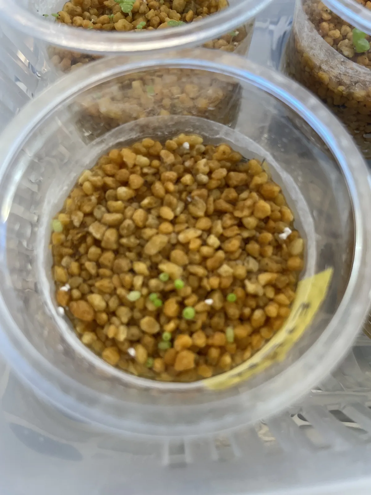 Conophytum subfenestratum (コノフィツム サブフェネストラツム)