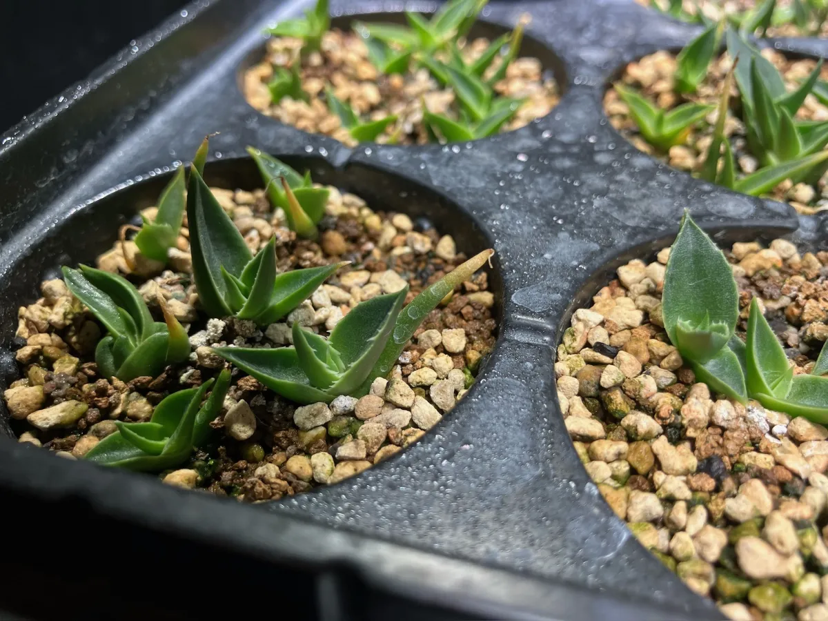 Agave utahensis var. eborispina (アガベ エボリスピナ)