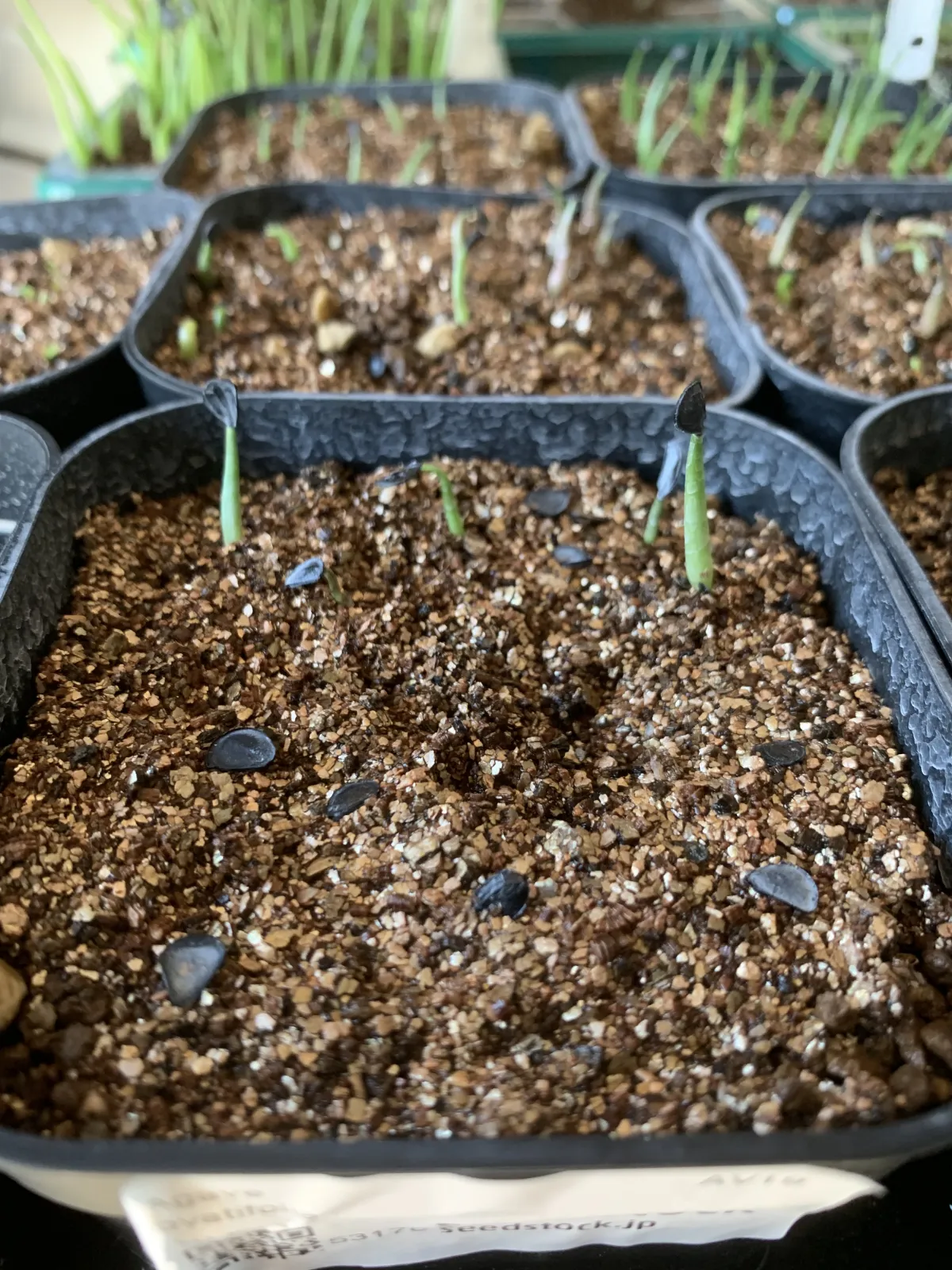 Agave ovatifolia (アガベ オバティフォリア)