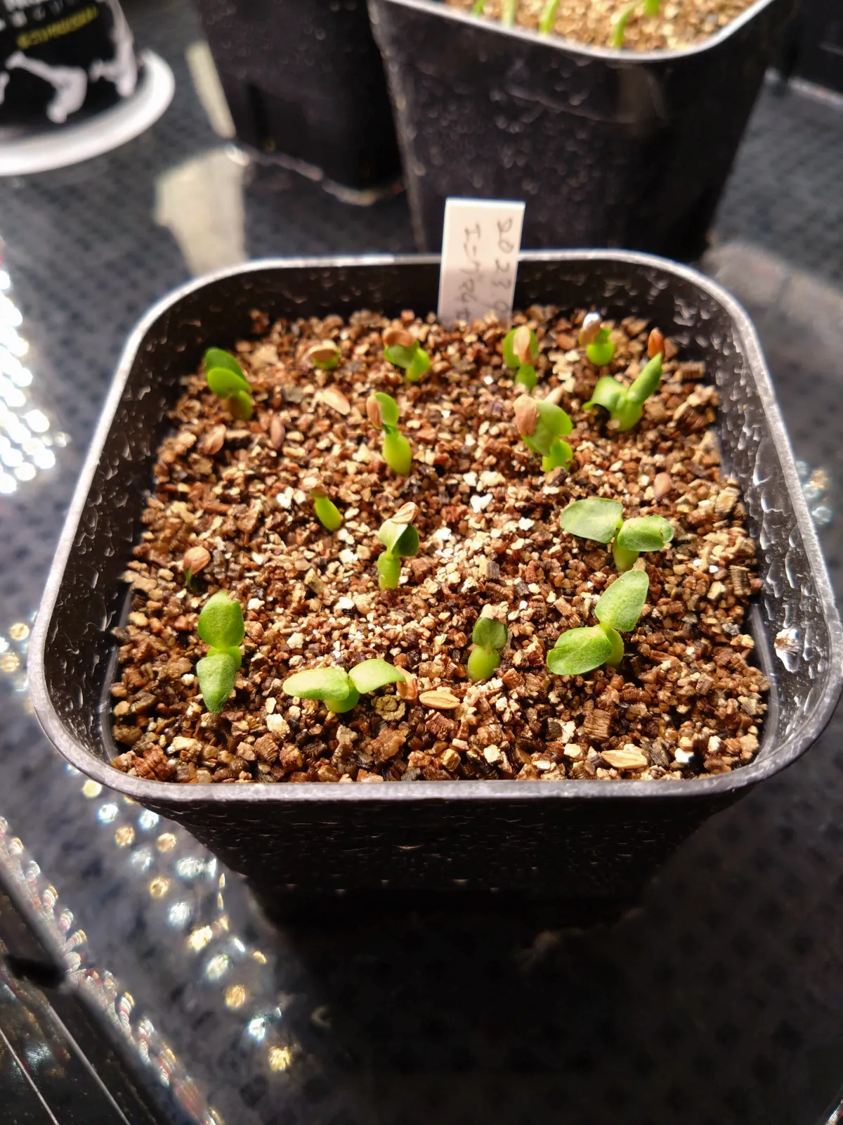 Pachypodium enigmaticum (パキポディウム エニグマチカム)