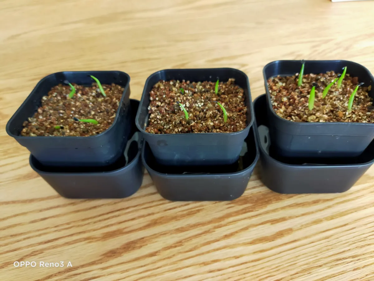 Agave titanota 'Blue' (アガベ チタノタブルー)