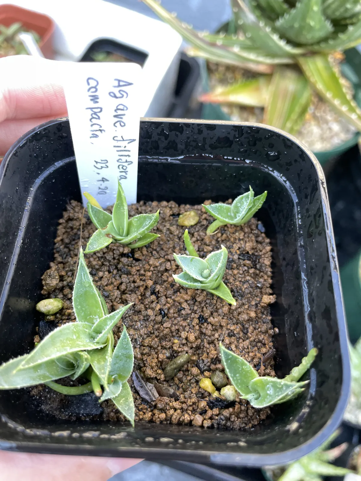 Agave filifera var. compacta (アガベ フィリフェラコンパクタ)