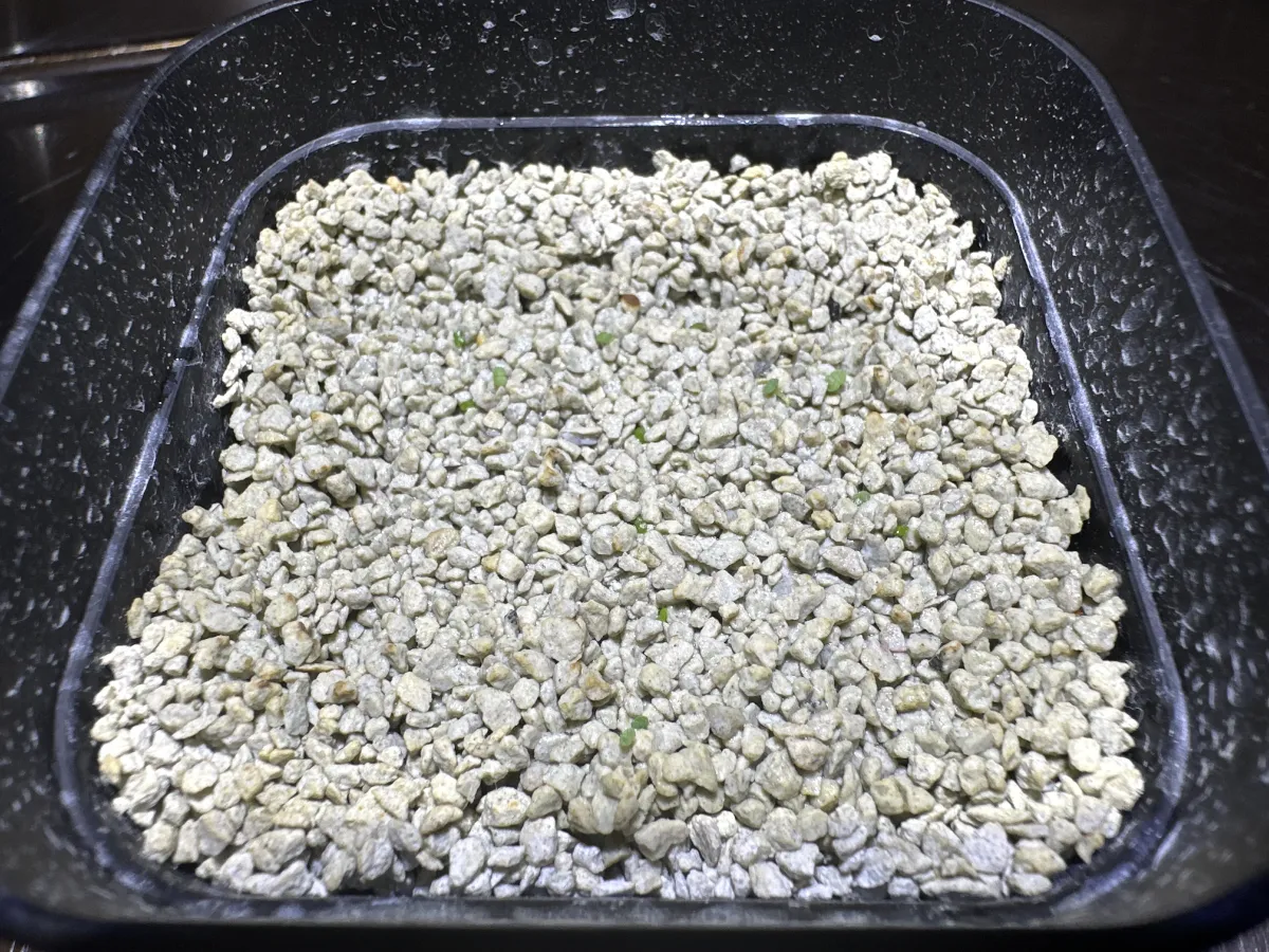 Echeveria agavoides 'Romeo' (エケベリア アガボイデス ロメオ)