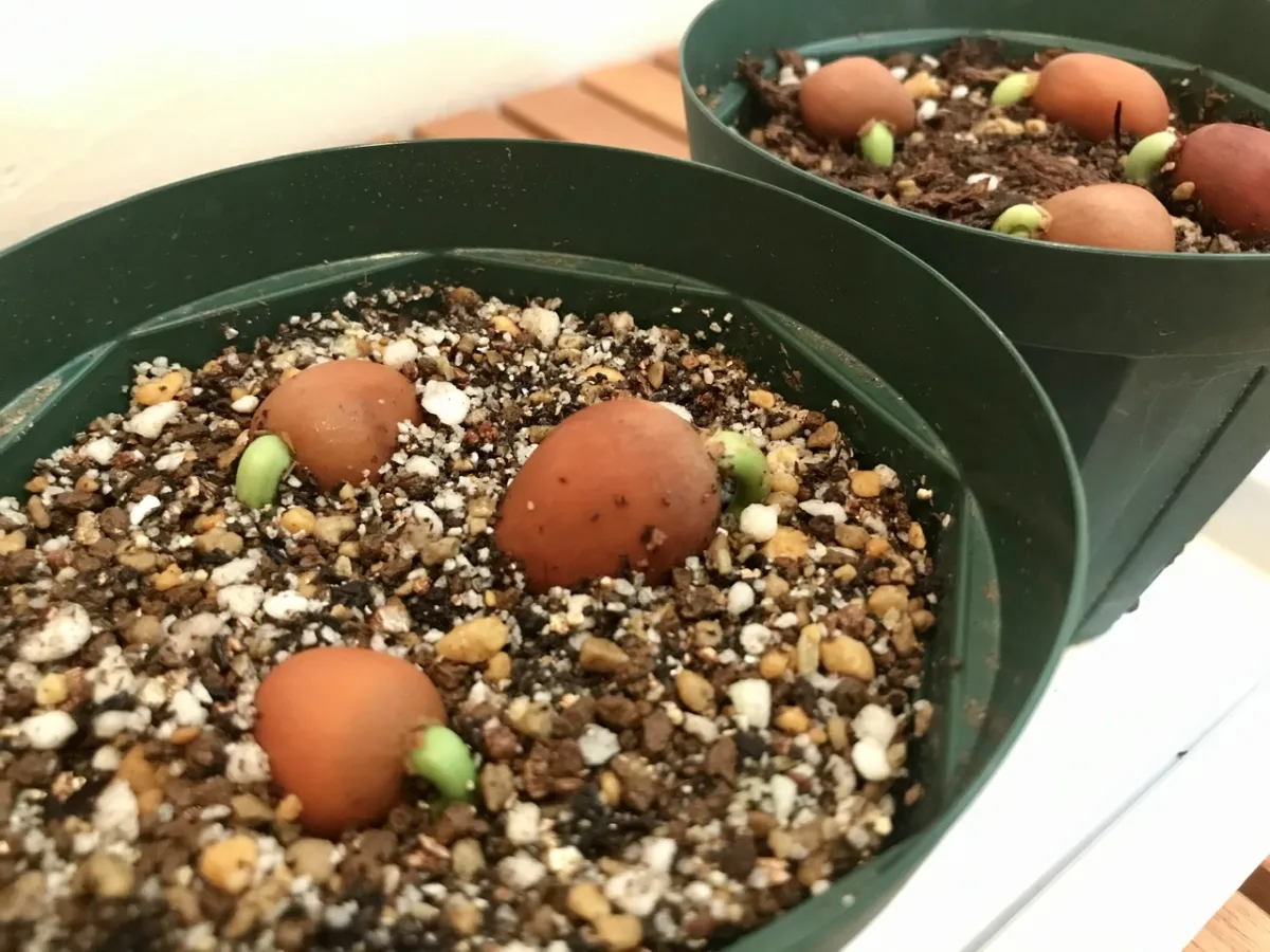 Dioon edule (ディオーン エデューレ)