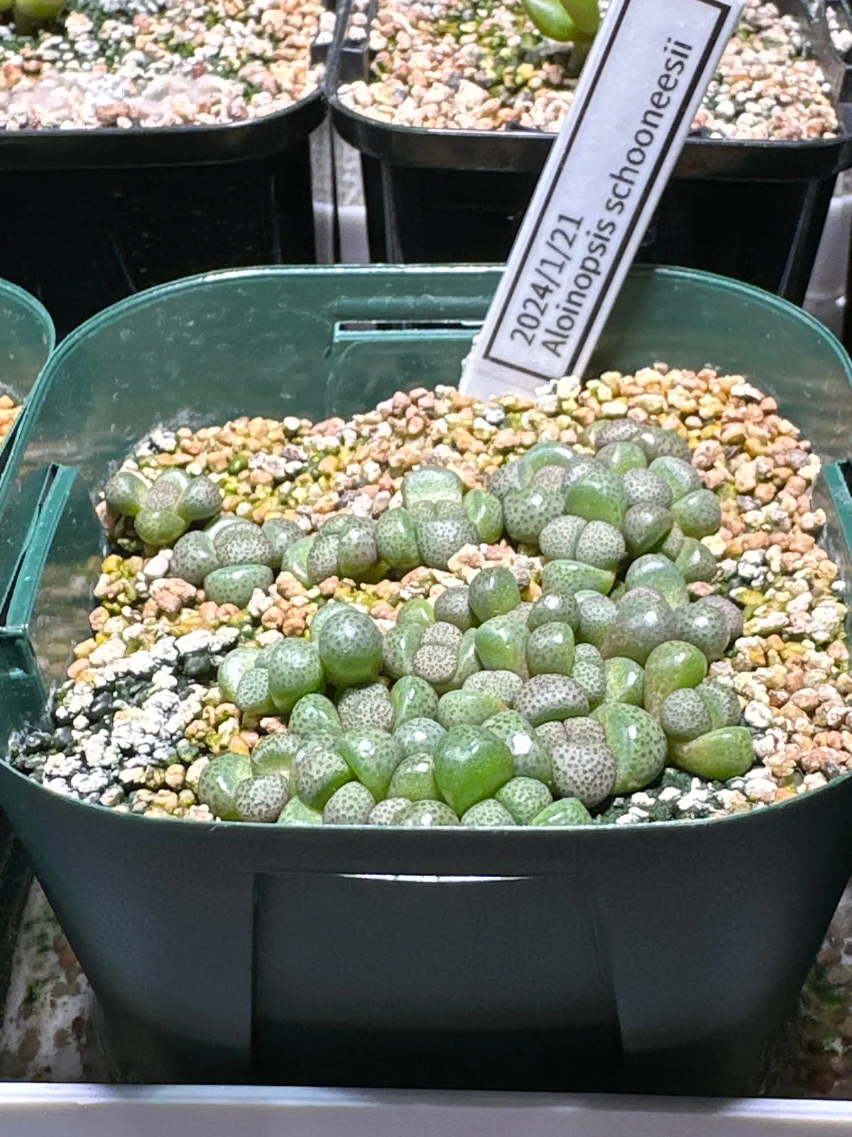 Aloinopsis schooneesii (アロイノプシス スクーネーシー)