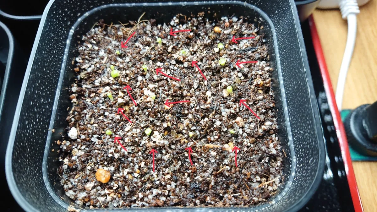 種子] リトープス ミックス Lithops Mix Seeds｜多肉植物 初心者向け