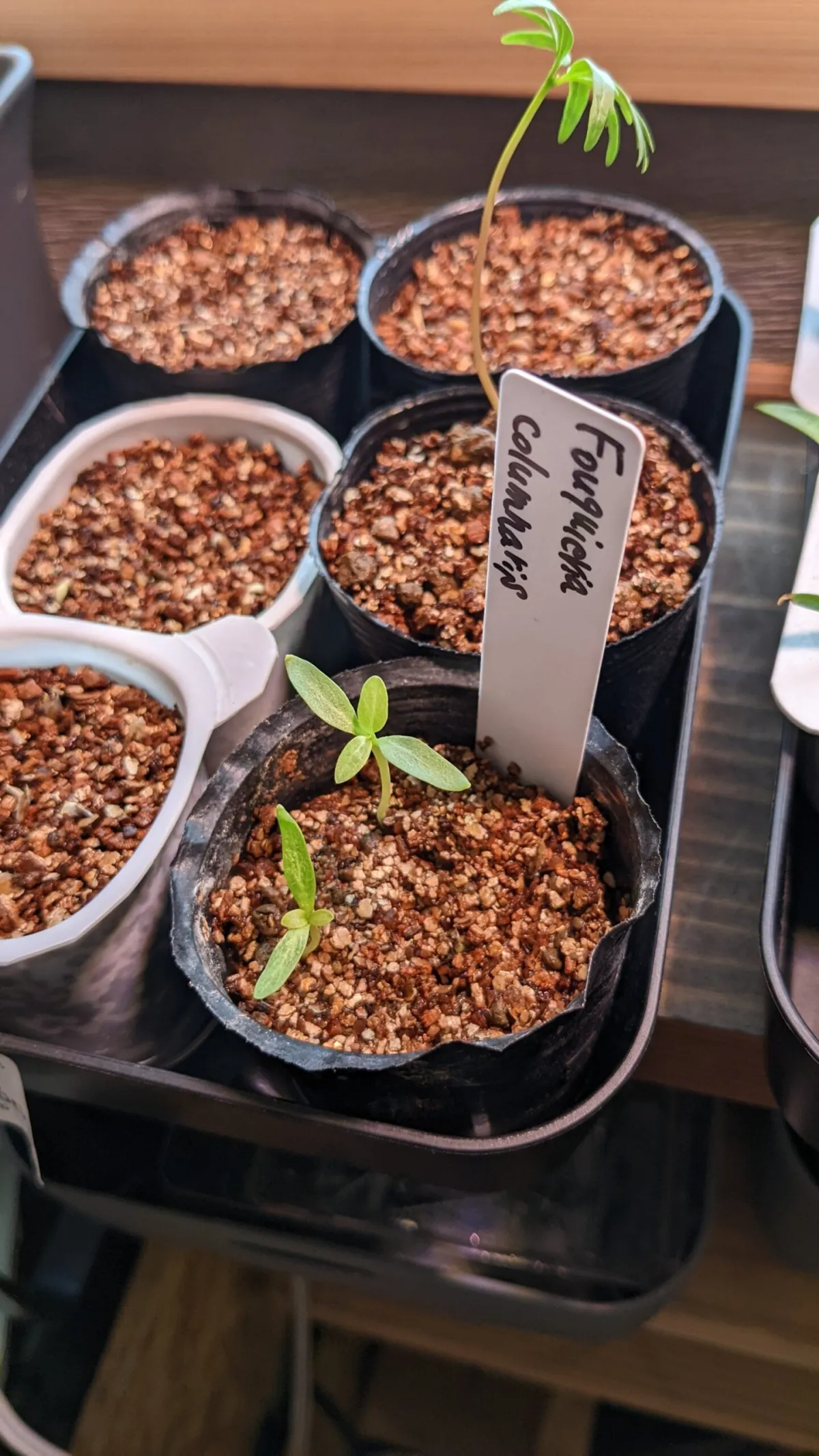 Fouquieria columnaris (フォークイエリア コルムナリス 観峰玉)