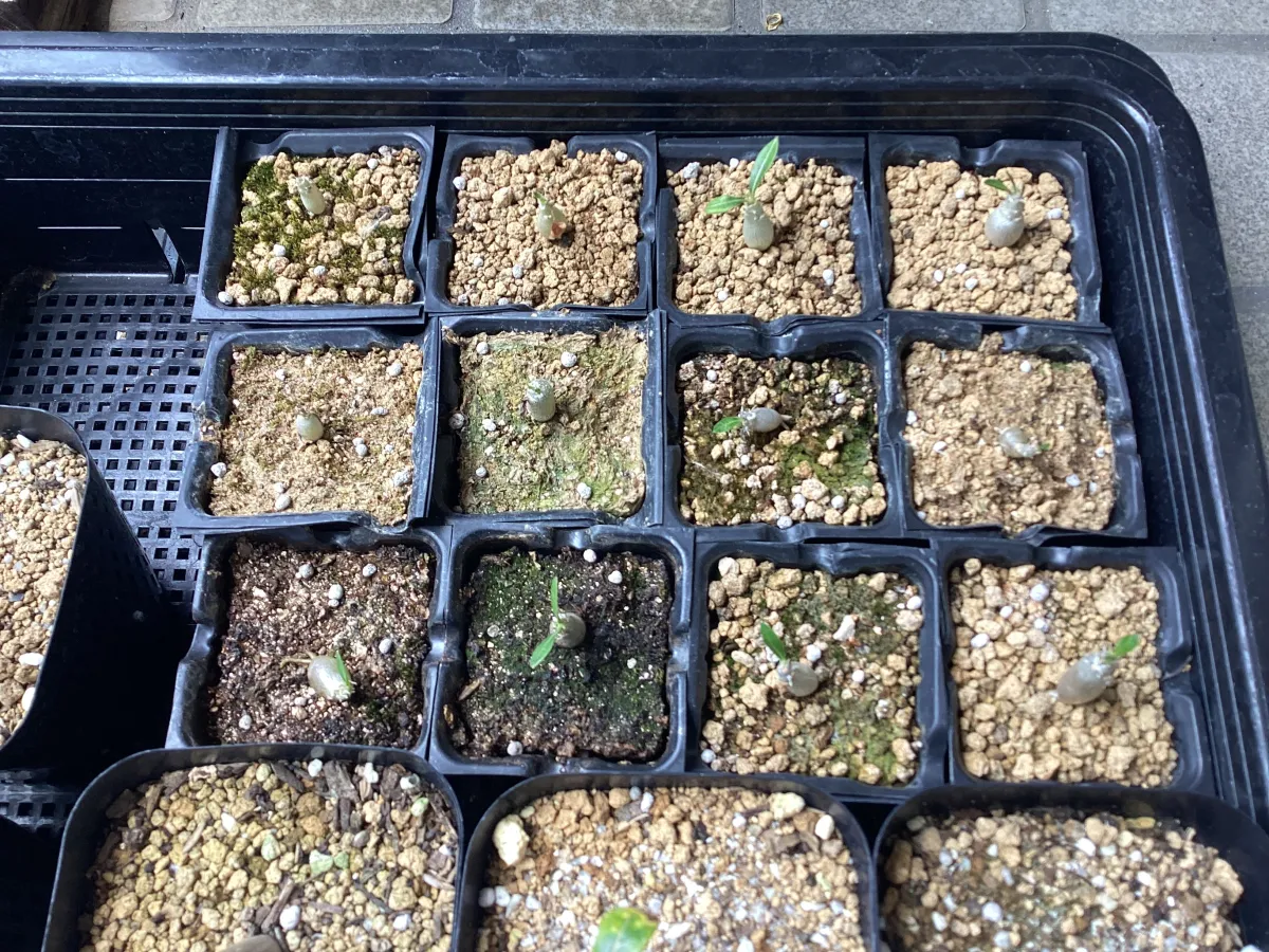 Pachypodium brevicaule subsp. leucoxanthum (パキポディウム レウコキサンツム)