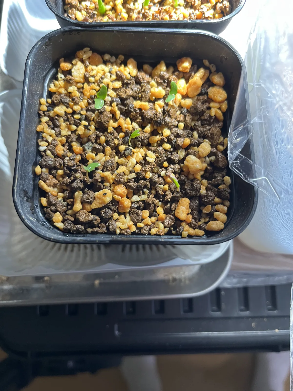 Pachycormus discolor (パキコルムス ディスカラー)