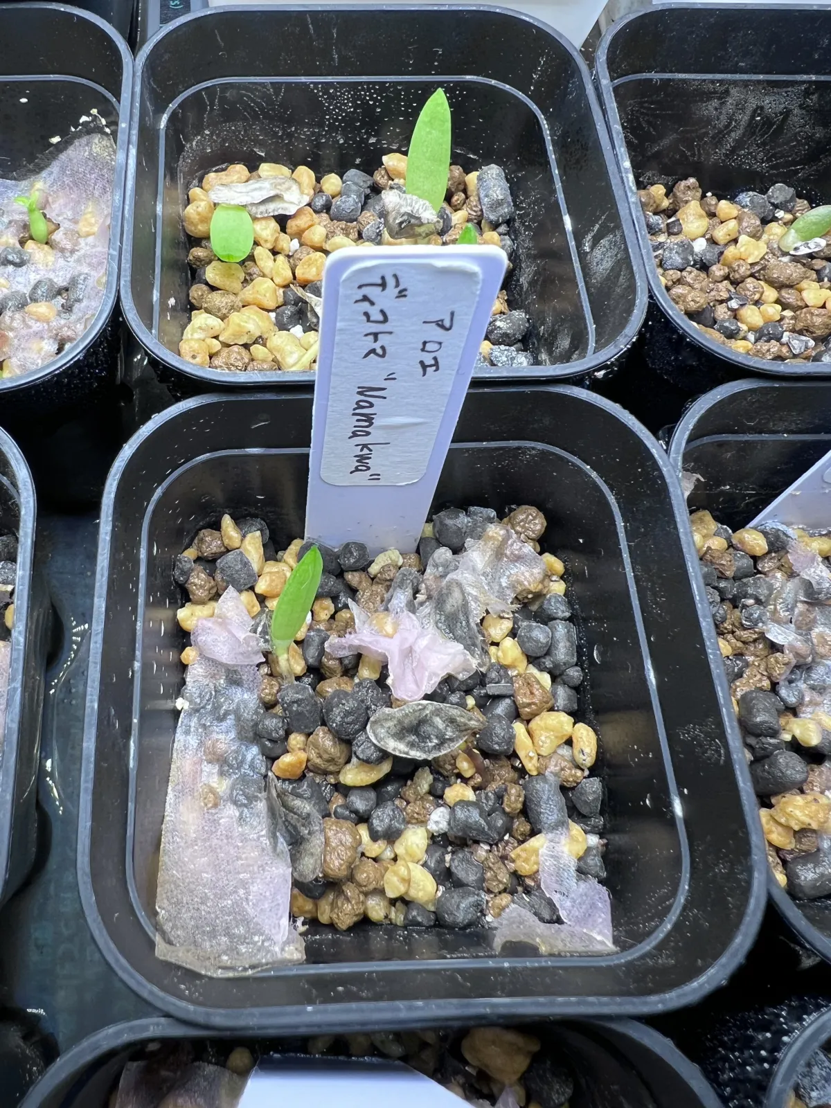 Aloe dichotoma (アロエ ディコトマ)