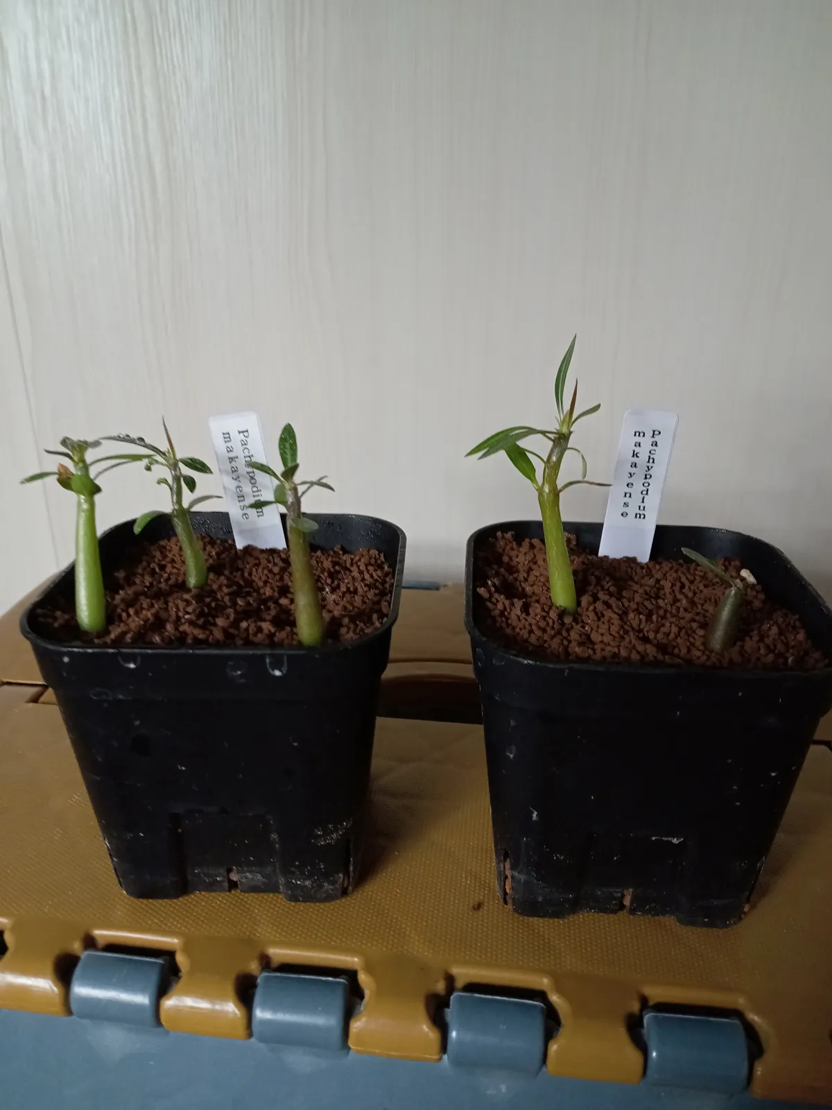 Pachypodium rosulatum subsp. makayense (パキポディウム マカイエンセ)