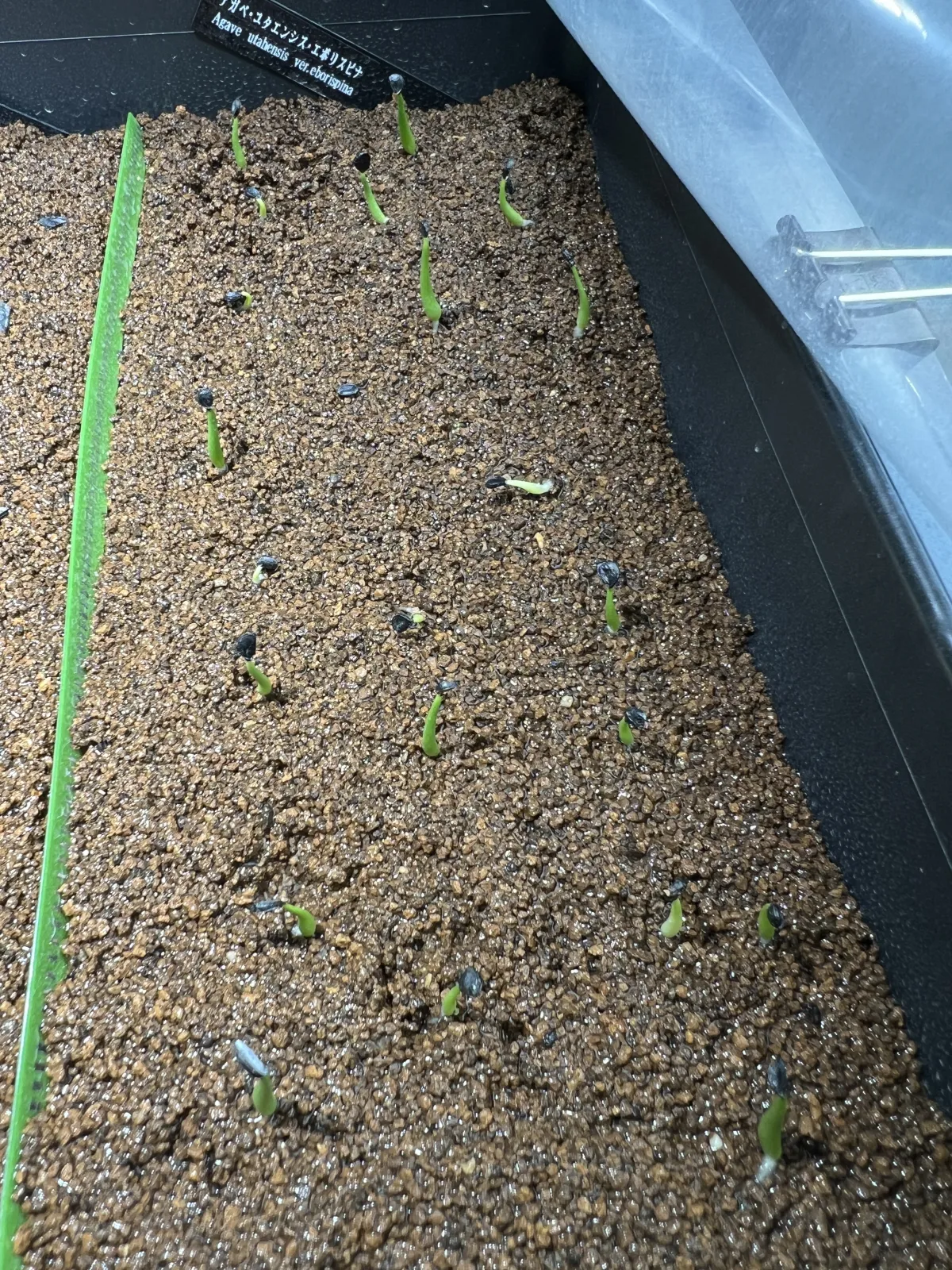 Agave utahensis var. eborispina (アガベ エボリスピナ)