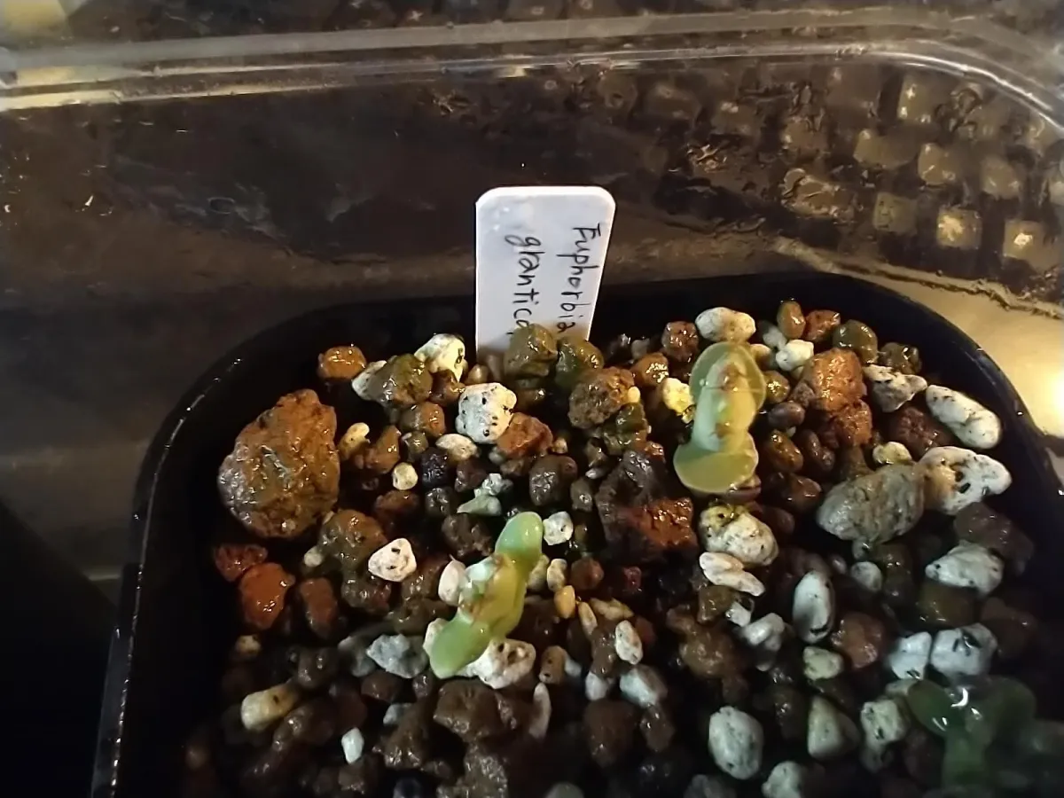 Euphorbia graniticola (ユーフォルビア グラニティコラ)