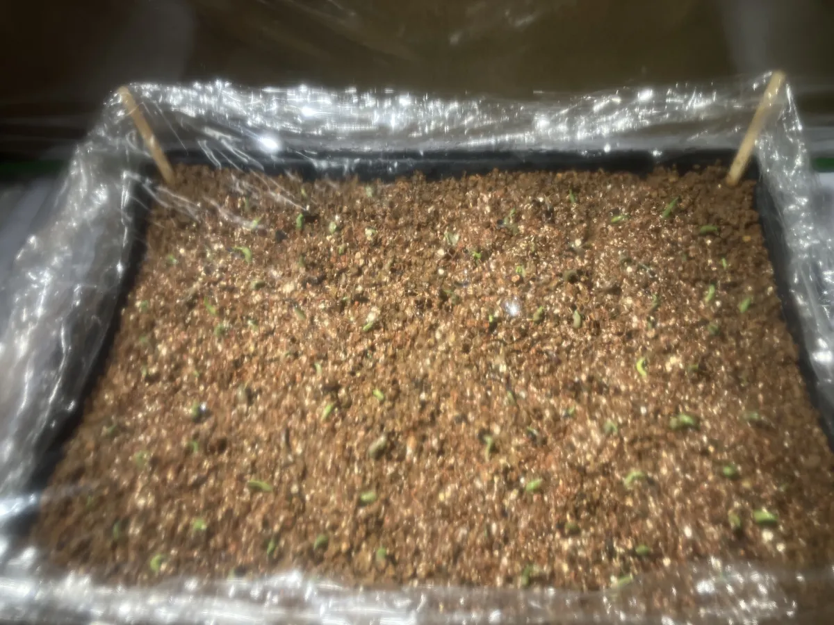 Agave titanota 'Blue' (アガベ チタノタブルー)