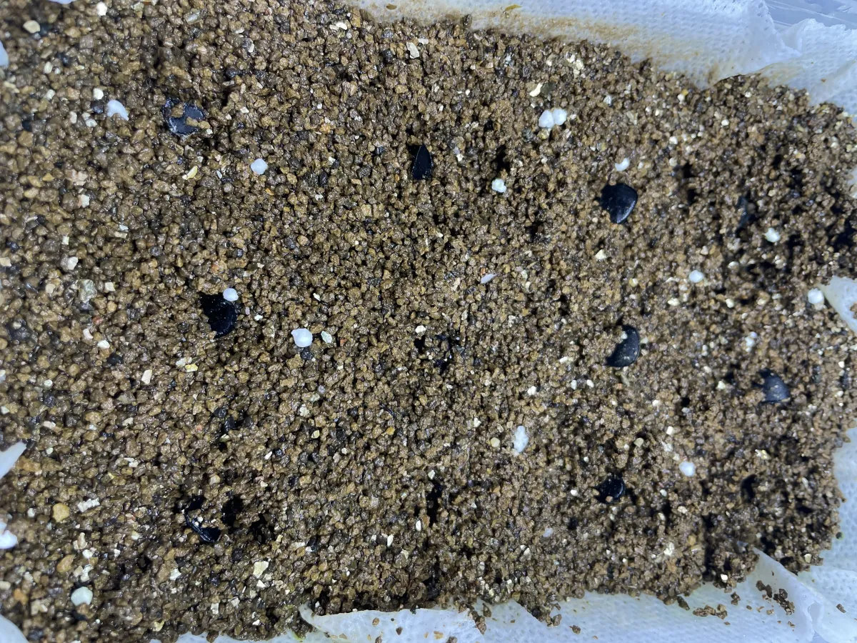 Yucca whipplei (ユッカ ウィップレイ)