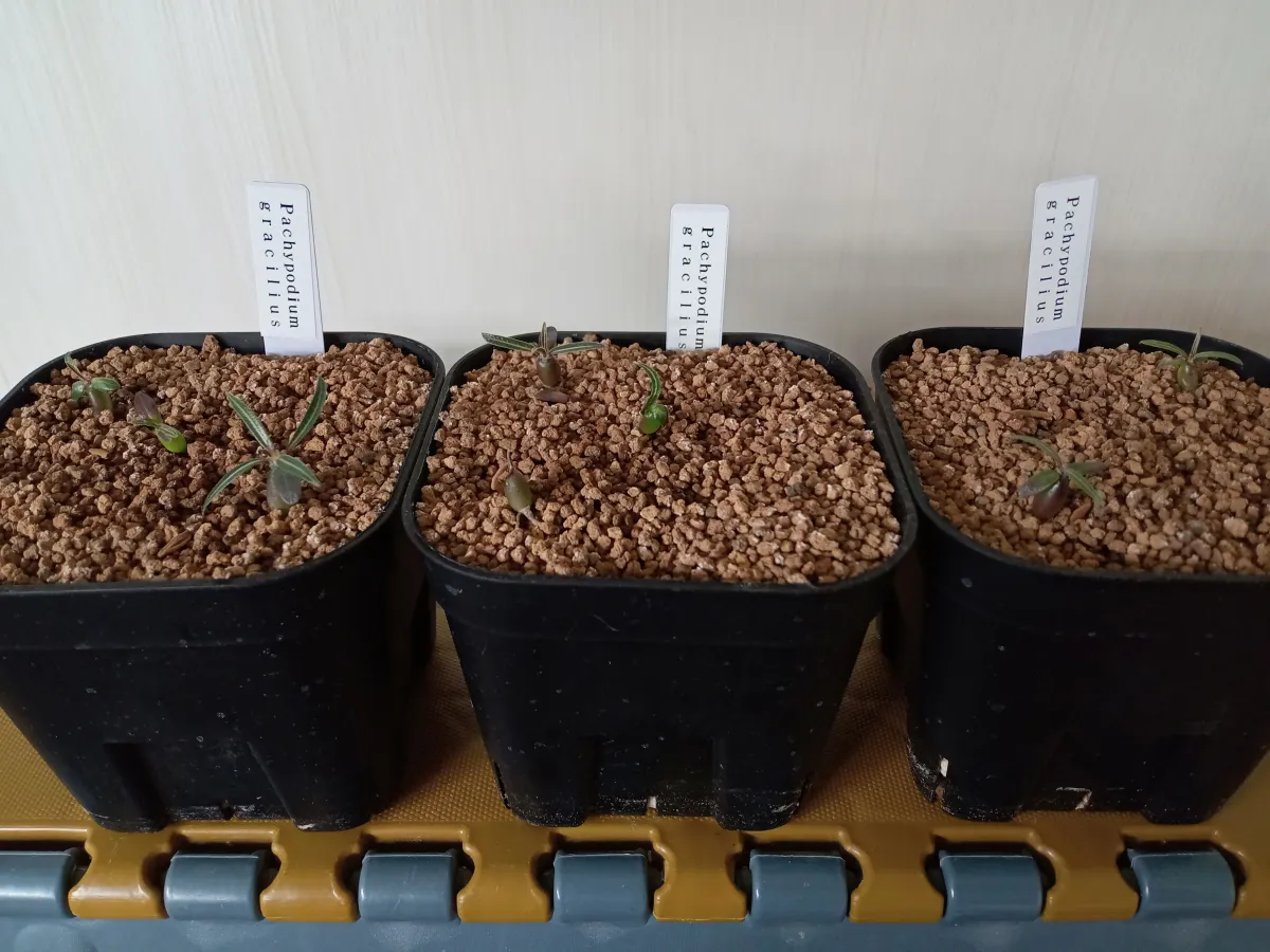 Pachypodium rosulatum var. gracilius (パキポディウム グラキリス)